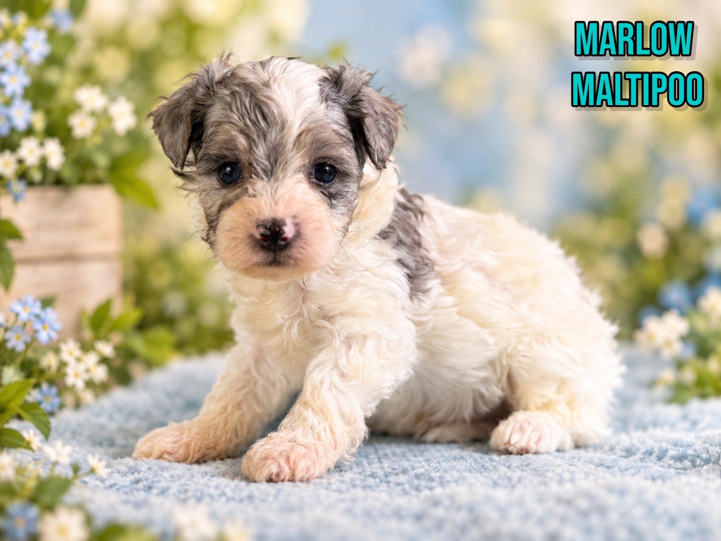 Marlow Male Maltipoo image 1