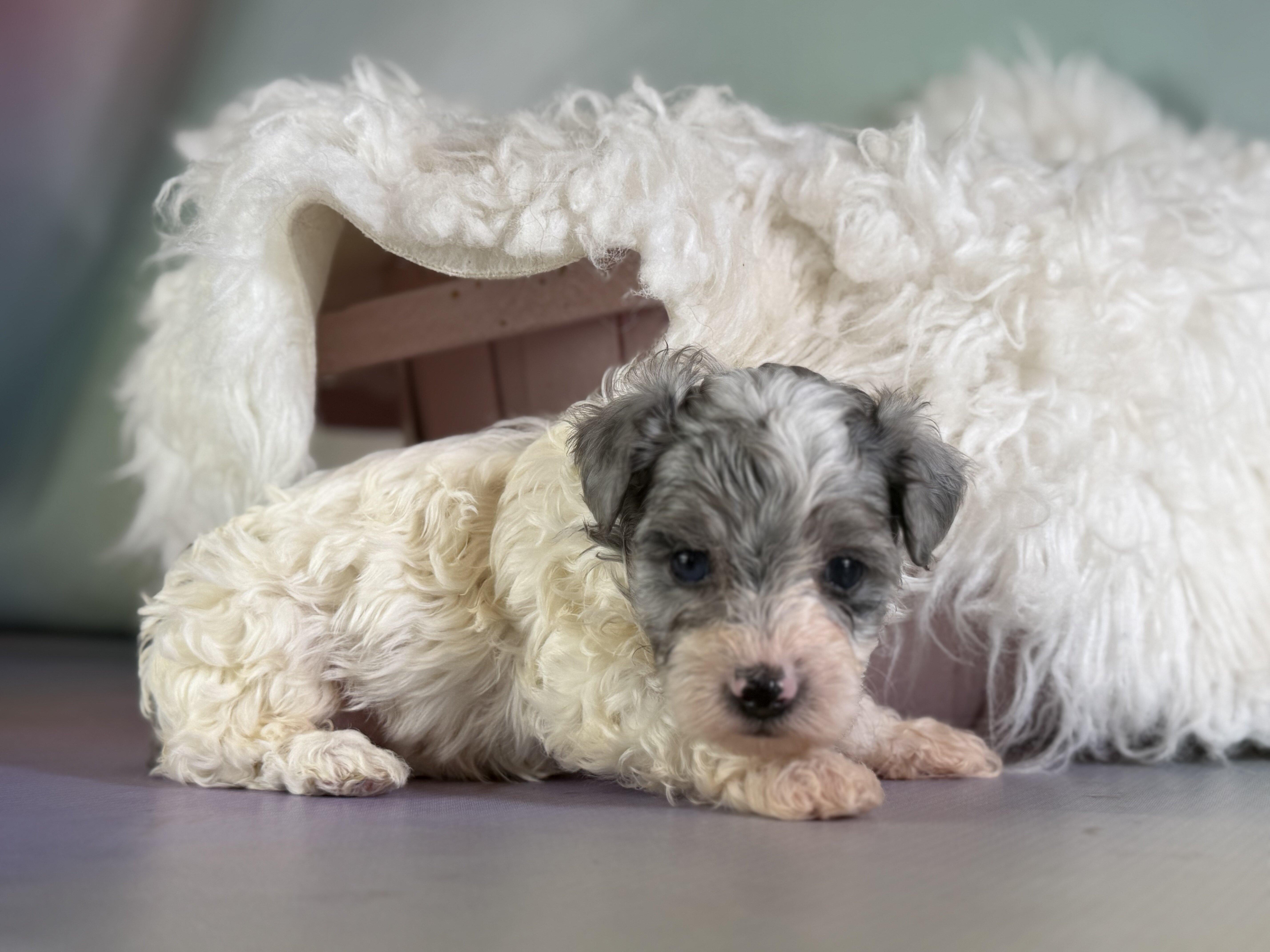 Marlow Male Maltipoo image 6
