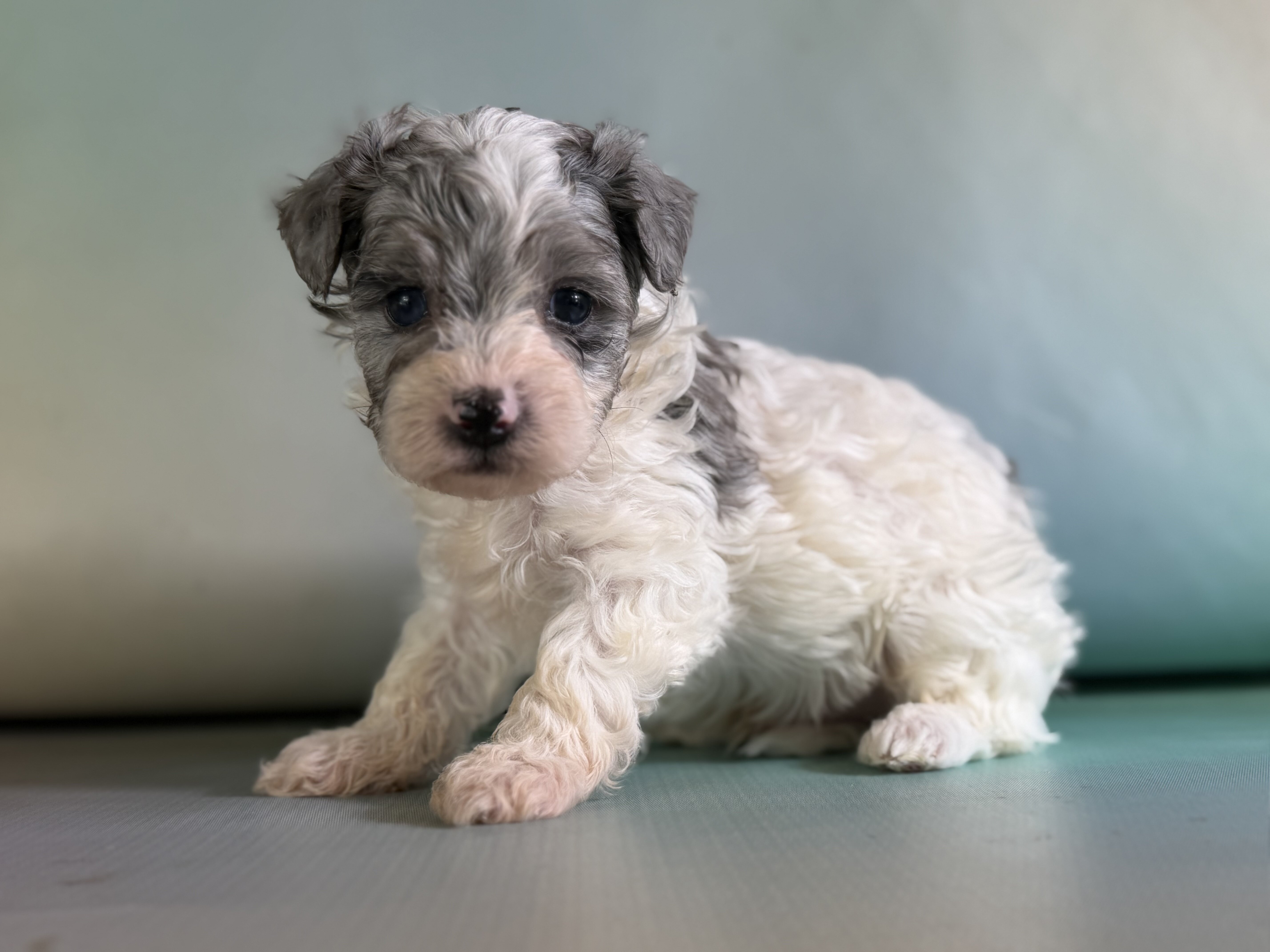 Marlow Male Maltipoo image 4