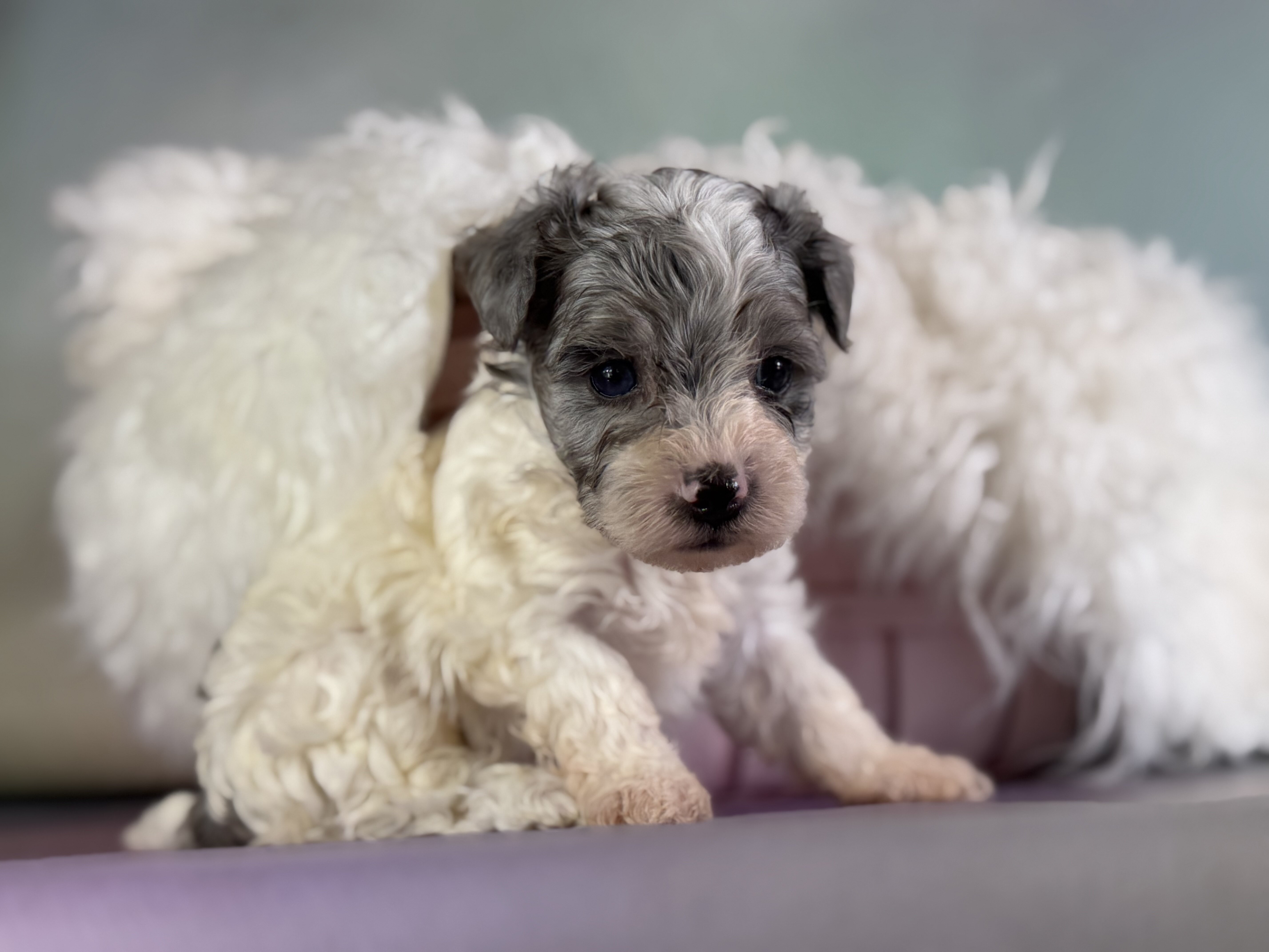 Marlow Male Maltipoo image 5