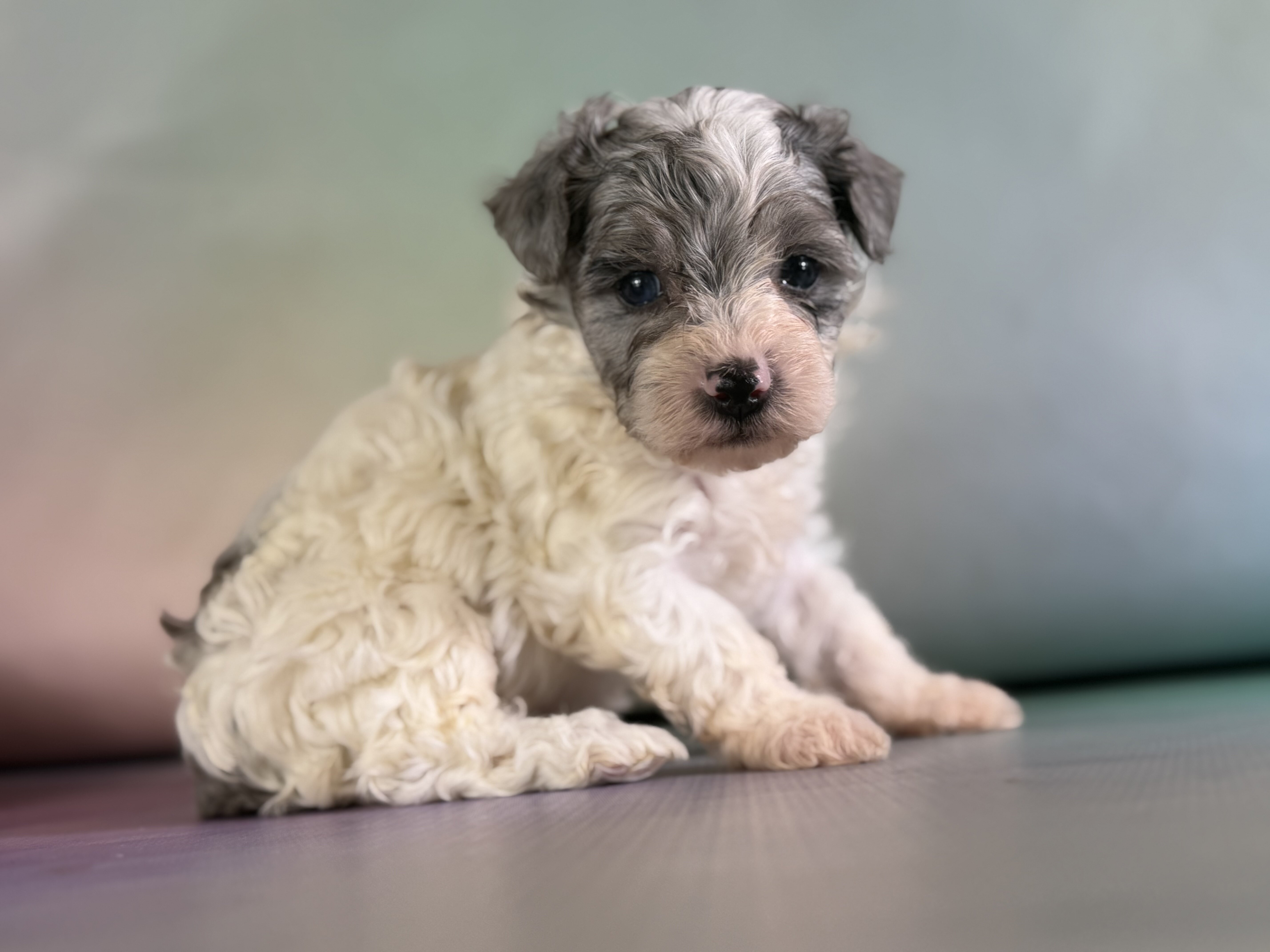 Marlow Male Maltipoo image 2
