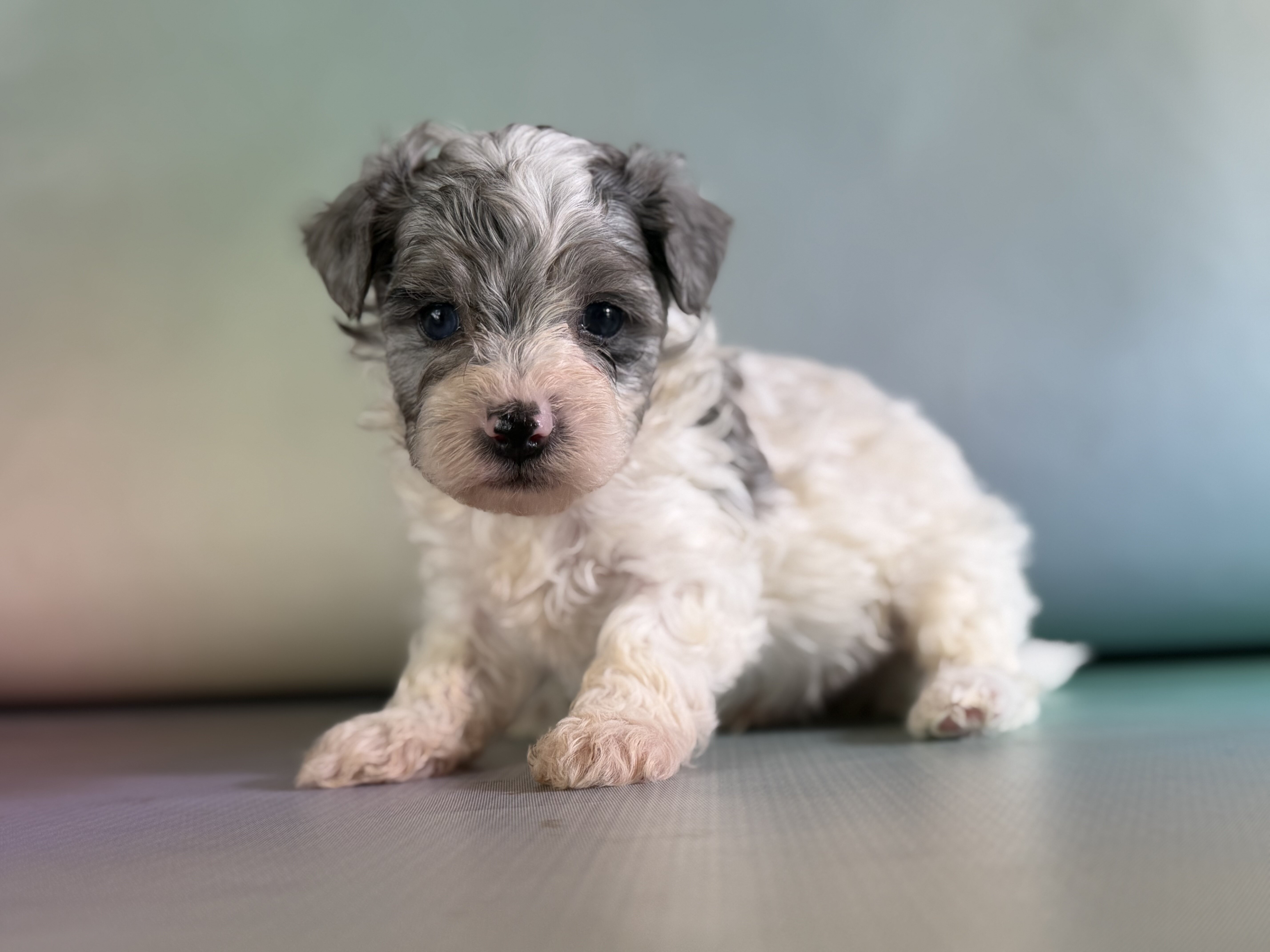 Marlow Male Maltipoo image 3