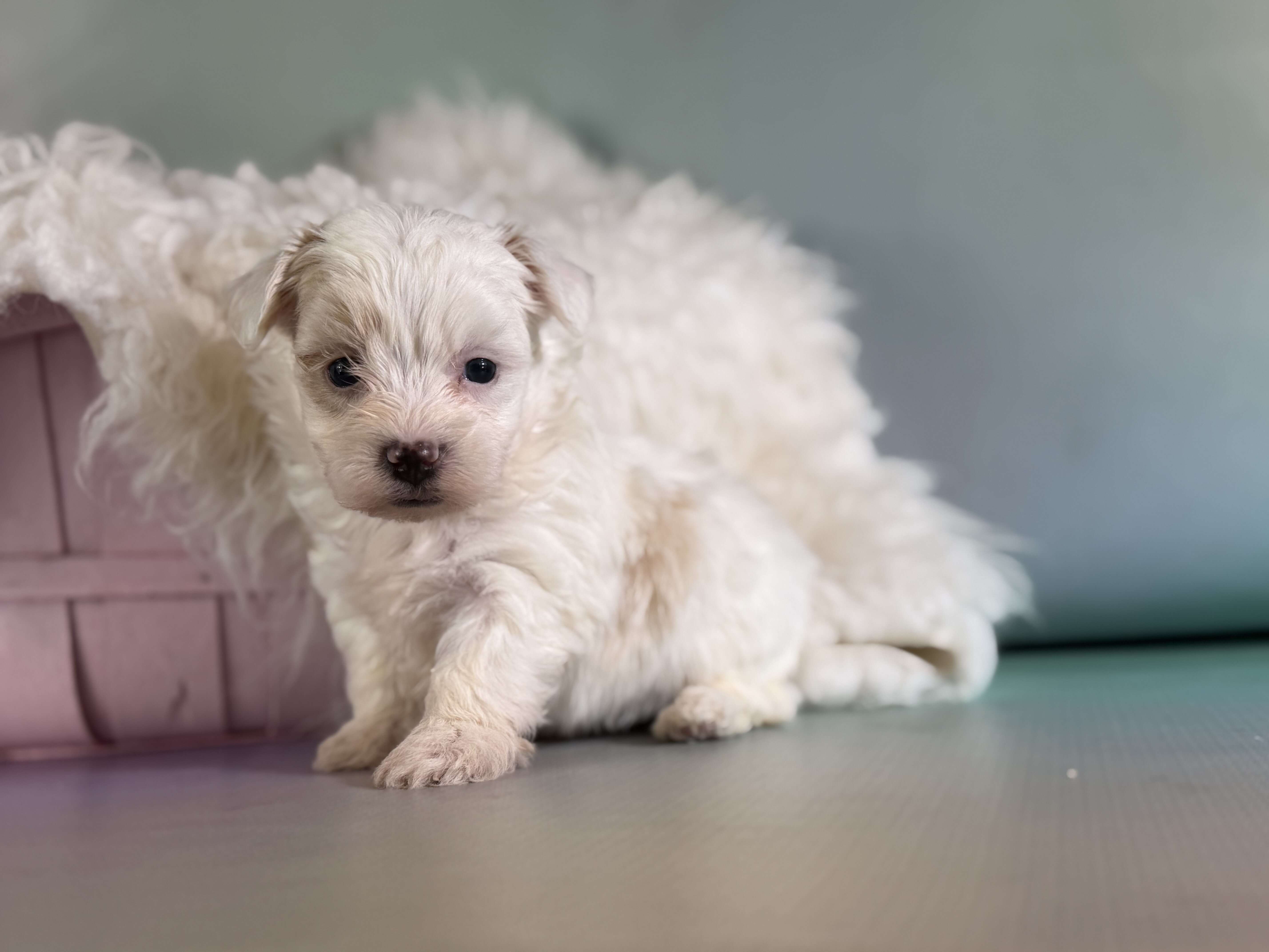 Mator Male Maltipoo image 3