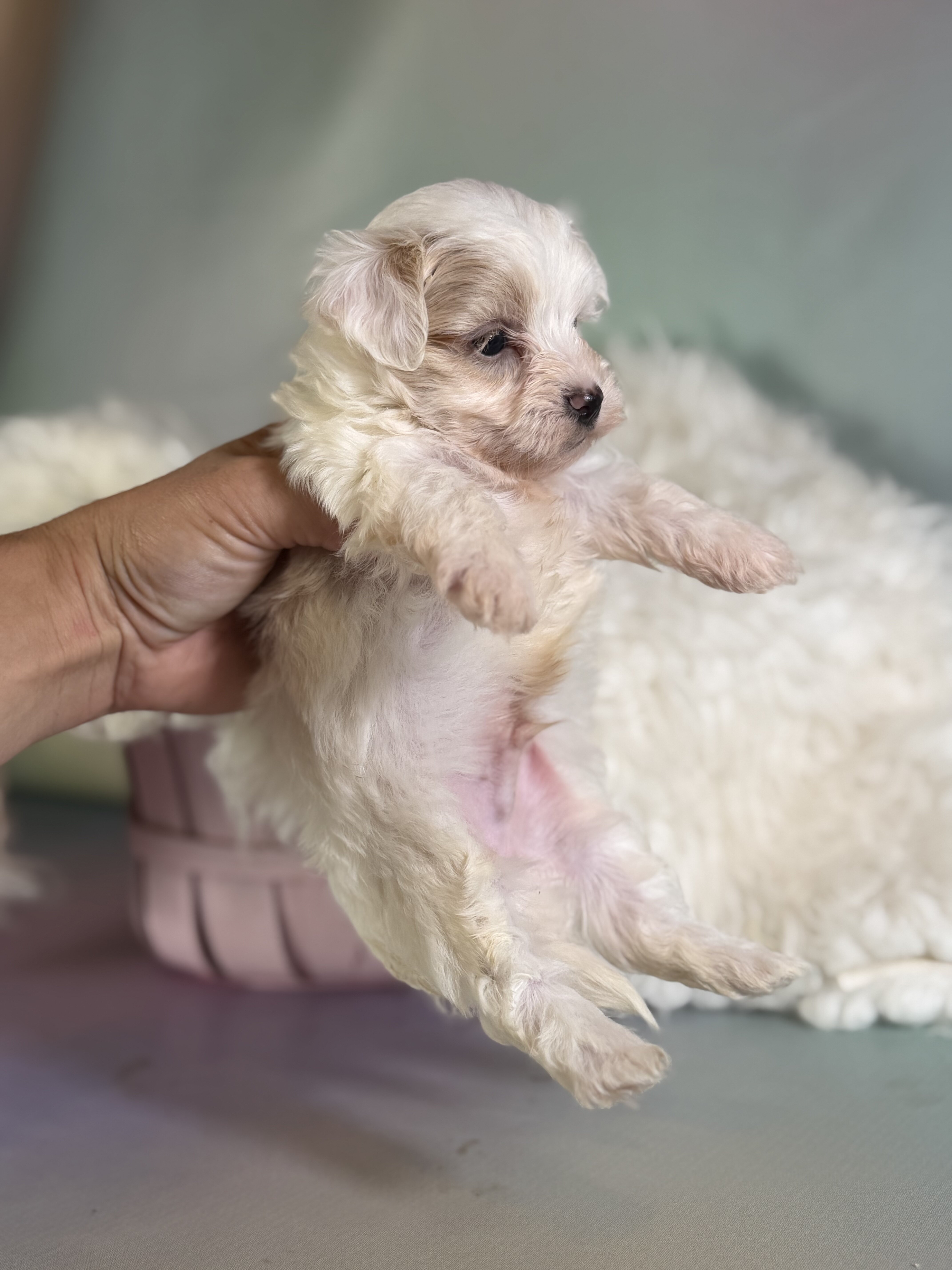 Mator Male Maltipoo image 5