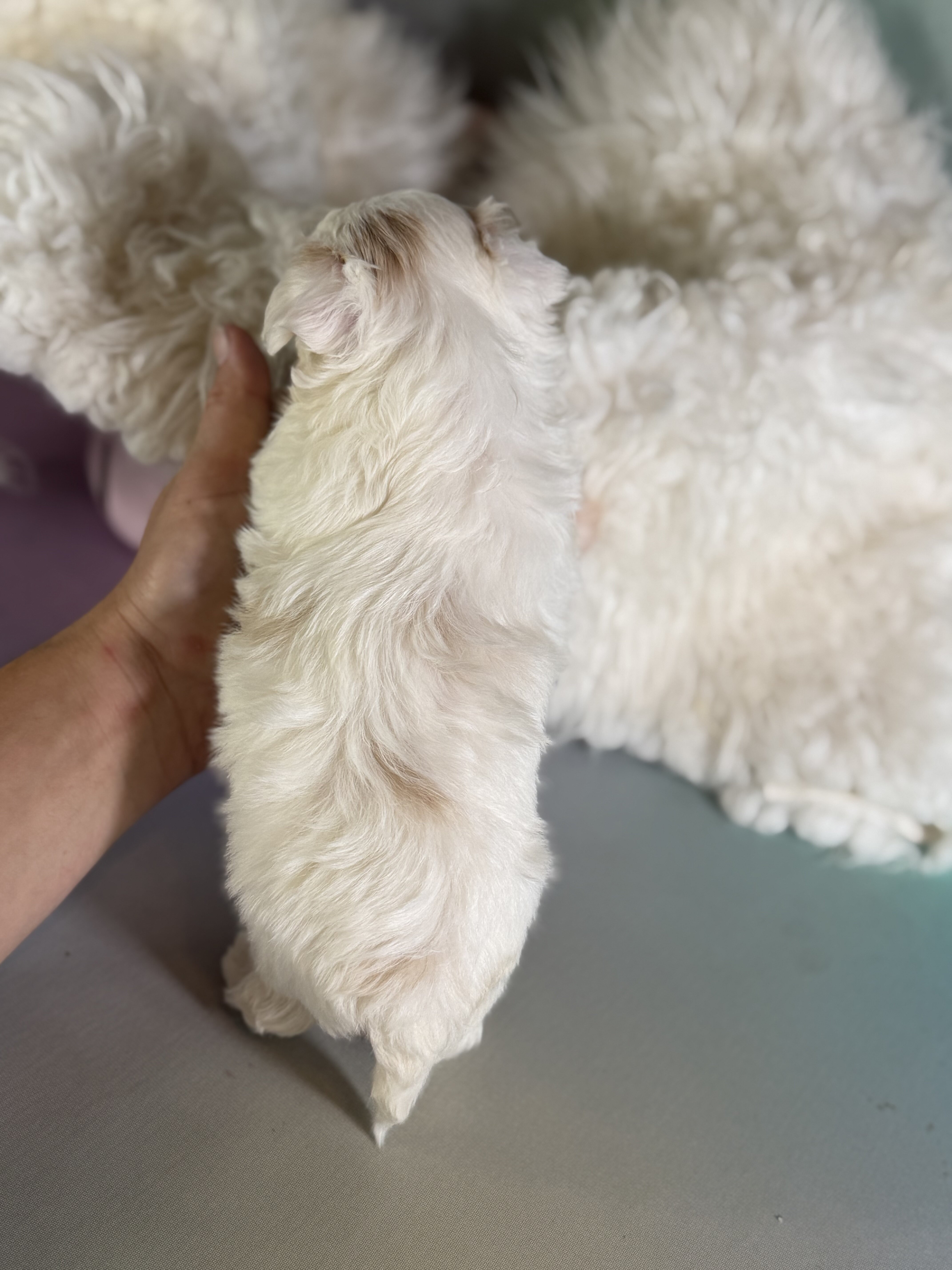 Mator Male Maltipoo image 4