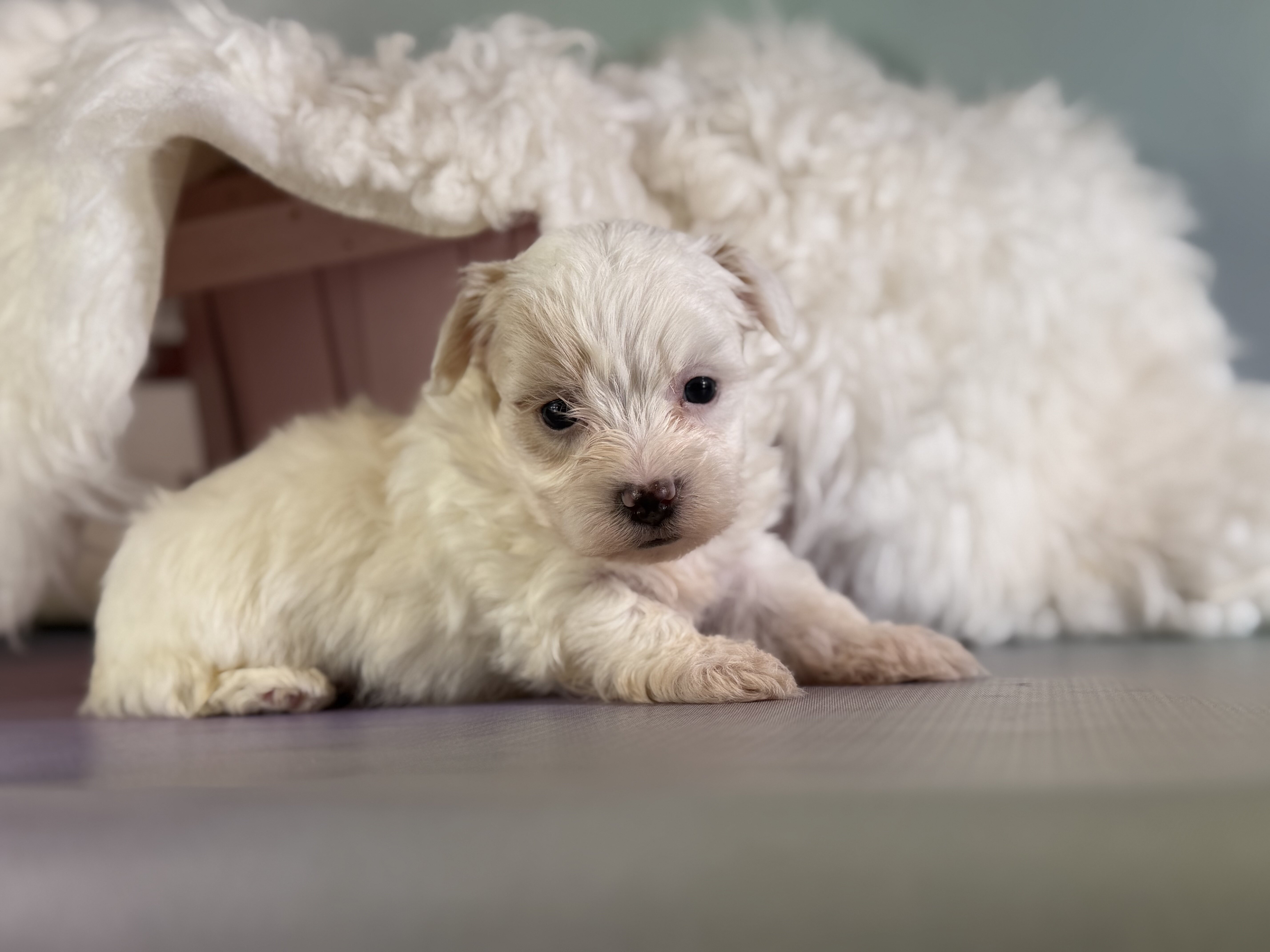 Mator Male Maltipoo image 2