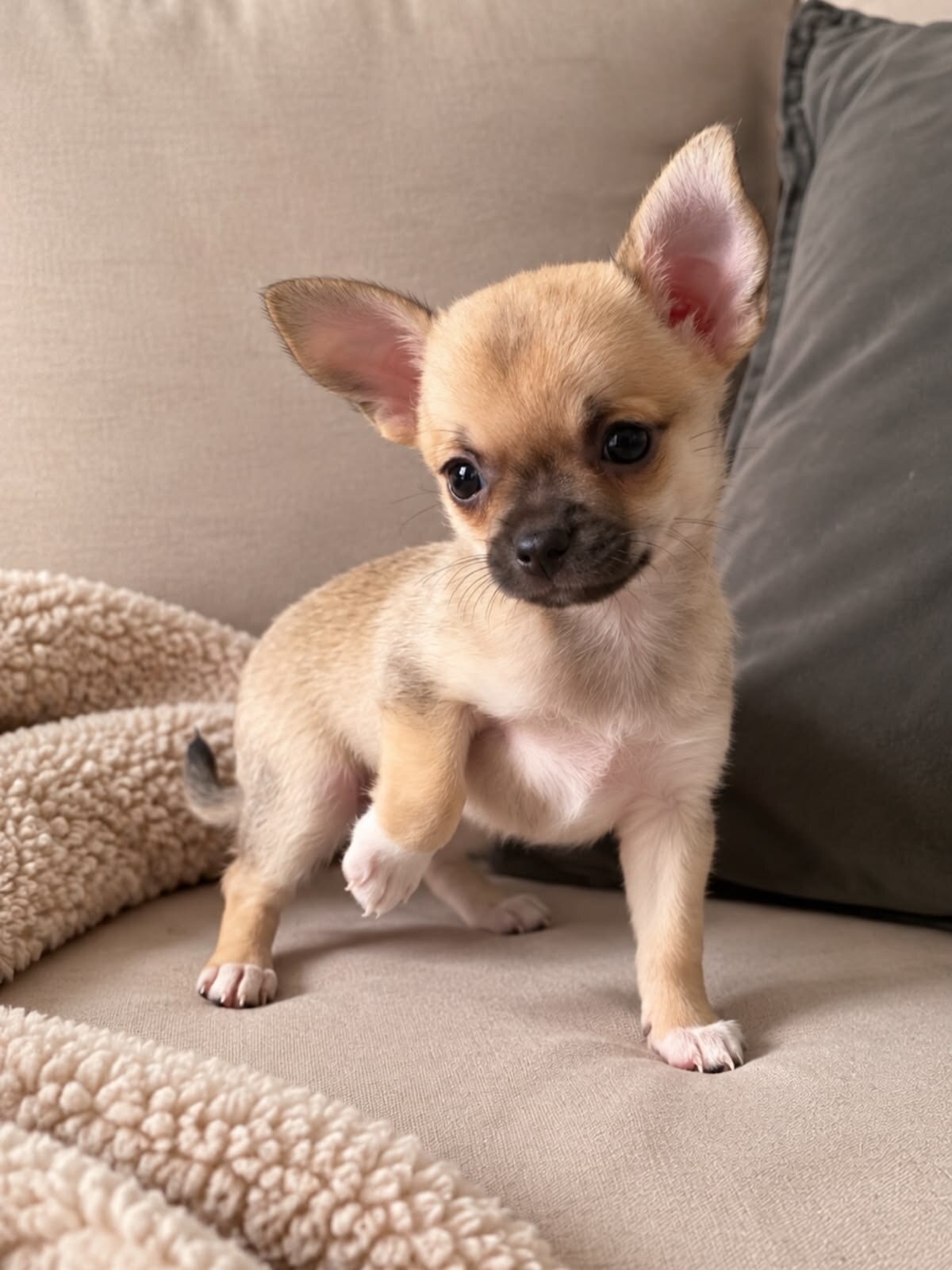 Adorable Chihuahua Puppy Looking for a Loving Home image 3