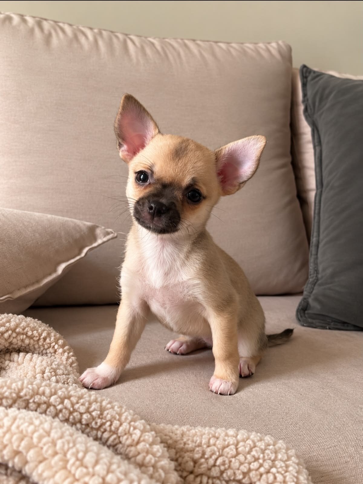 Adorable Chihuahua Puppy Looking for a Loving Home image 1