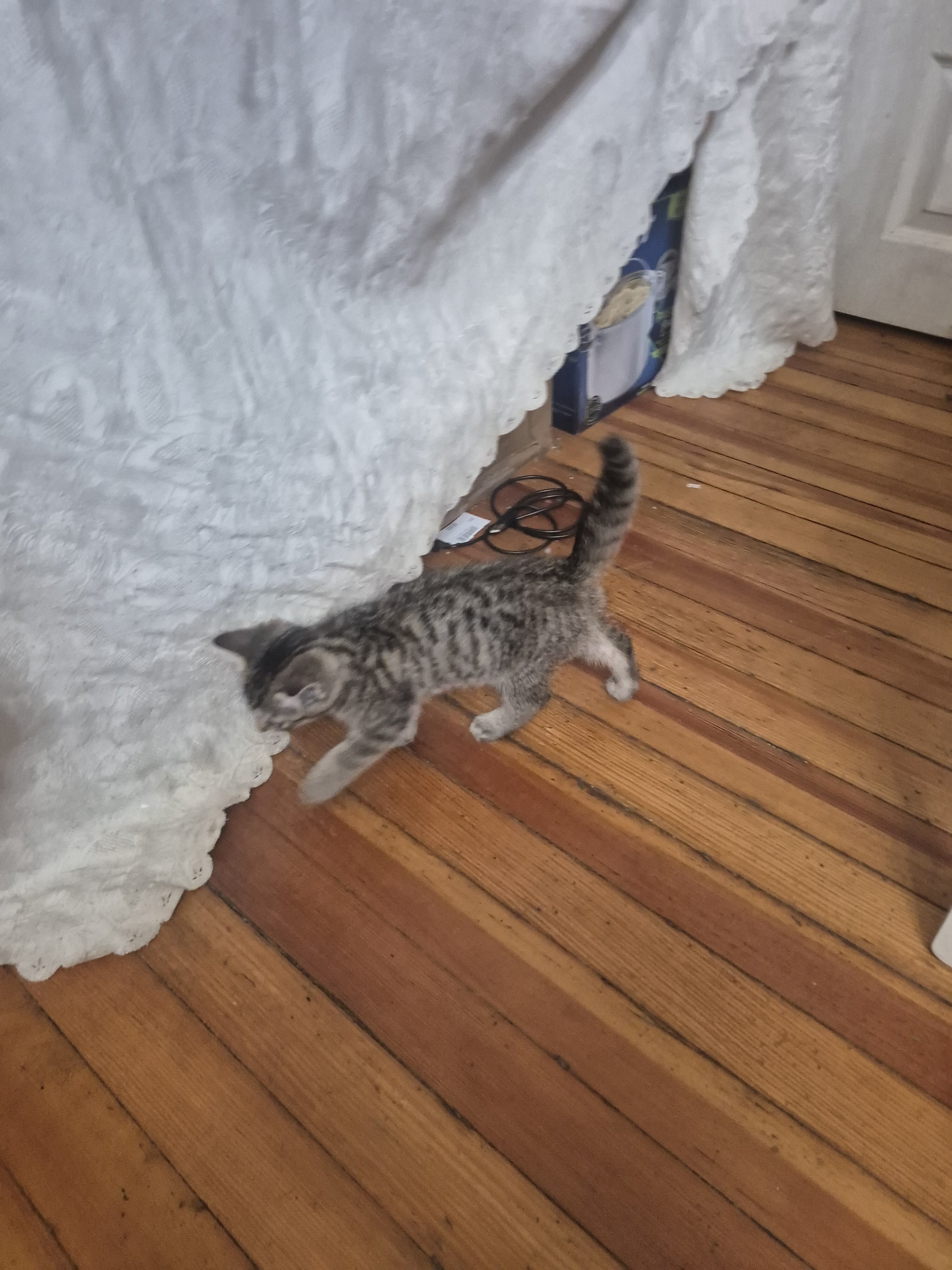 Cat image 2