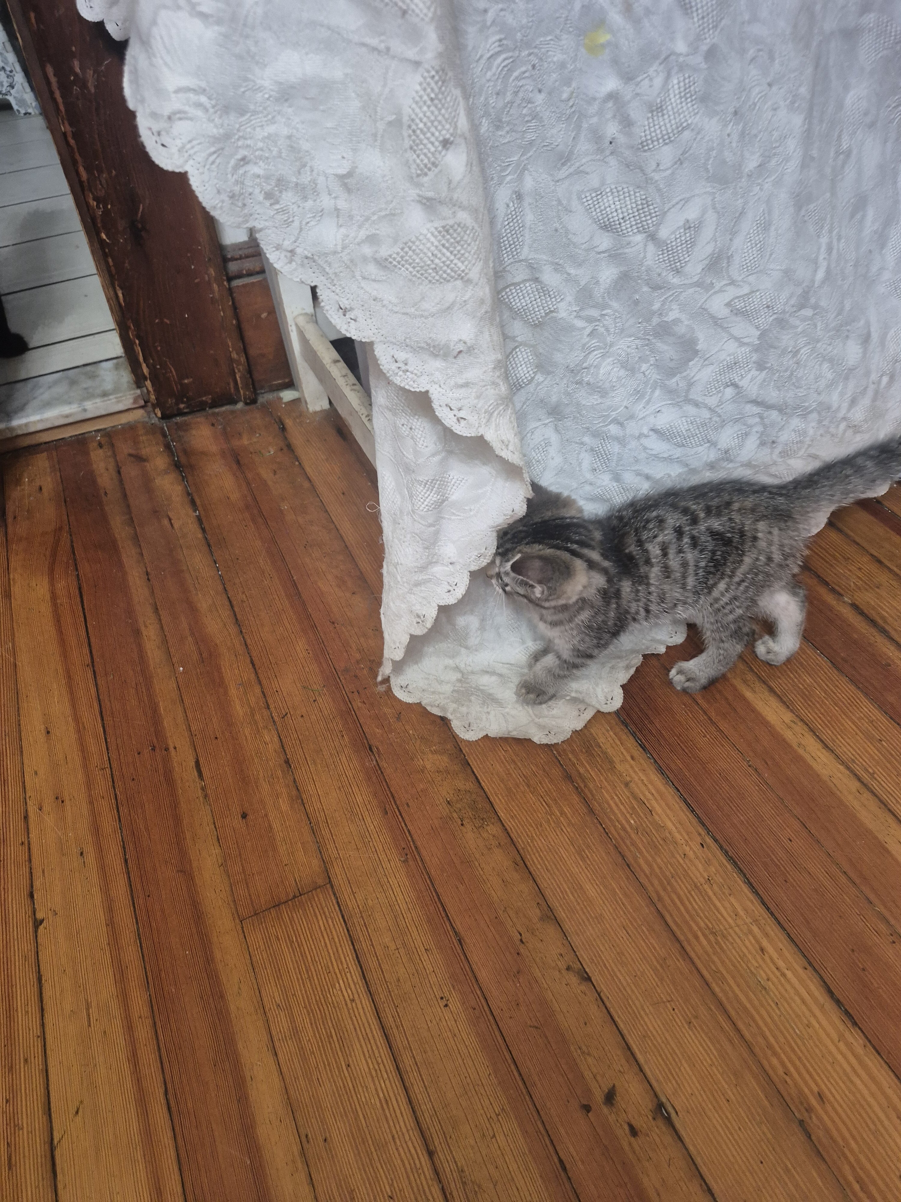 Cat image 1