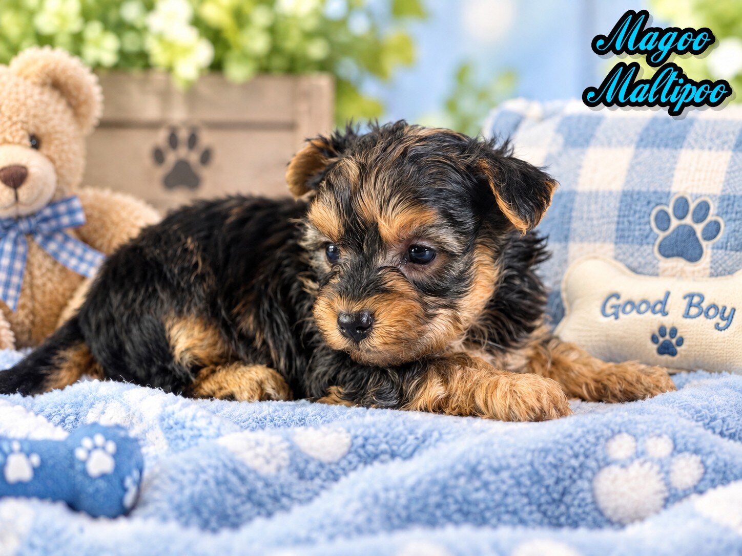 Magoo Male Maltipoo image 1