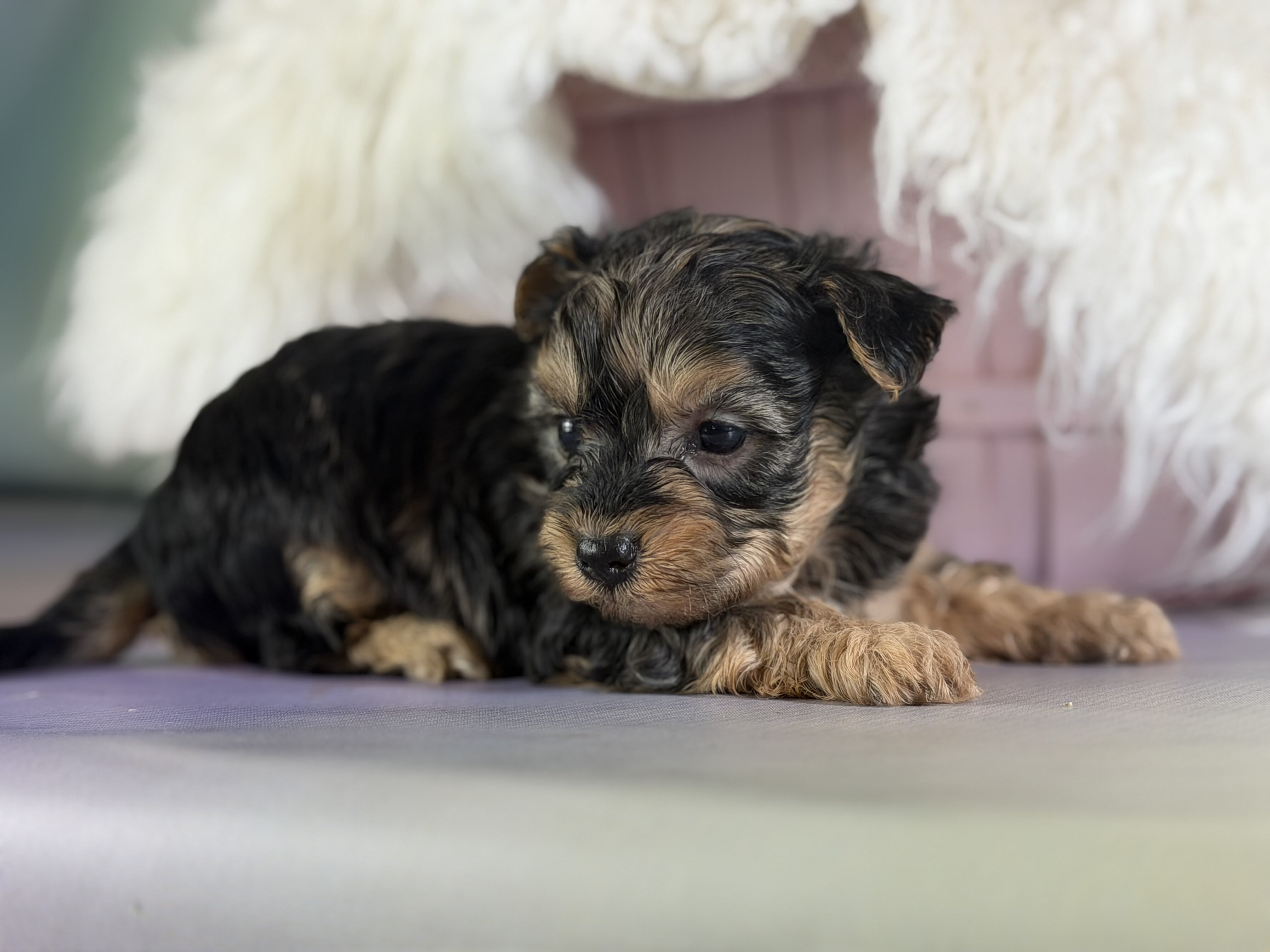 Magoo Male Maltipoo image 5
