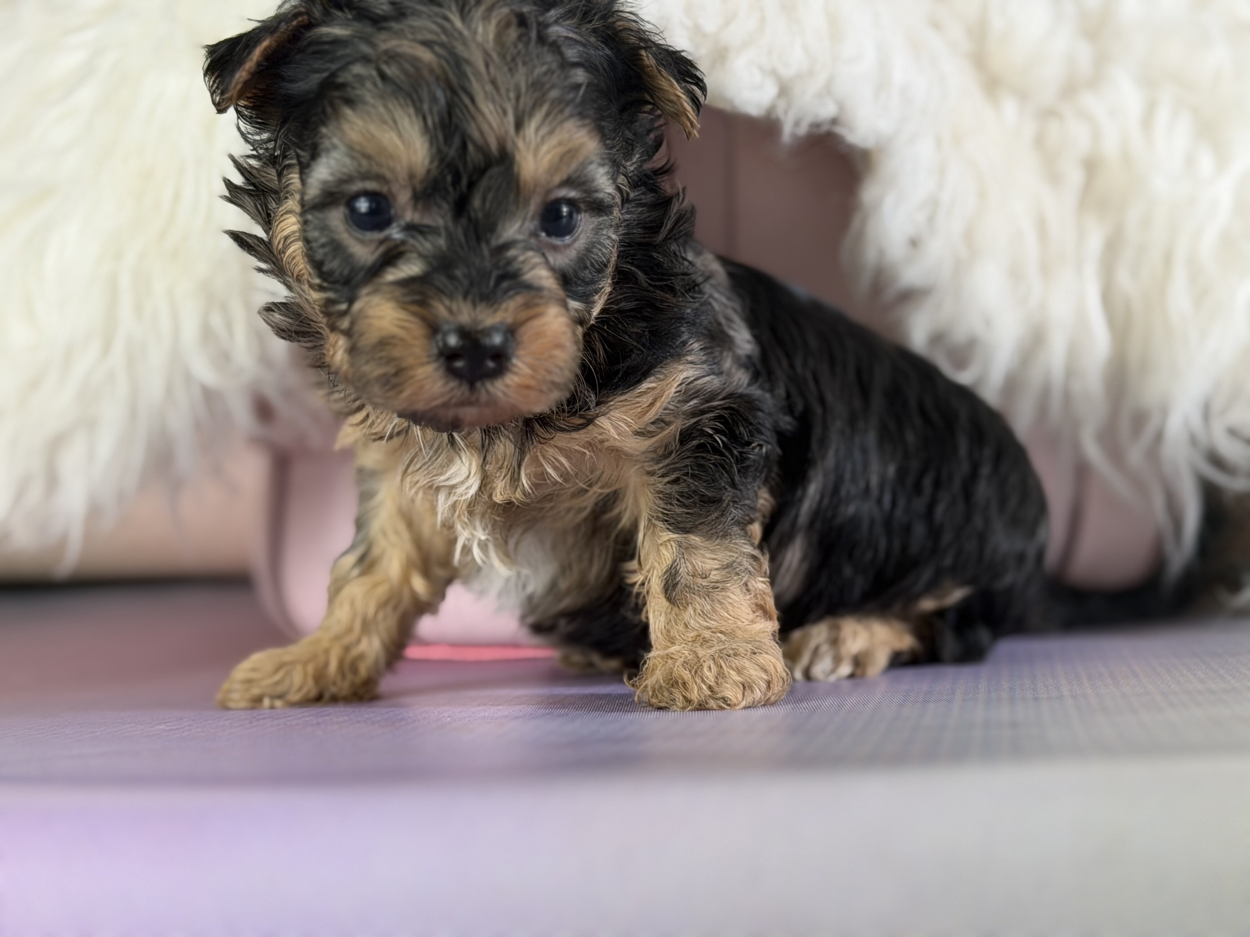 Magoo Male Maltipoo image 4