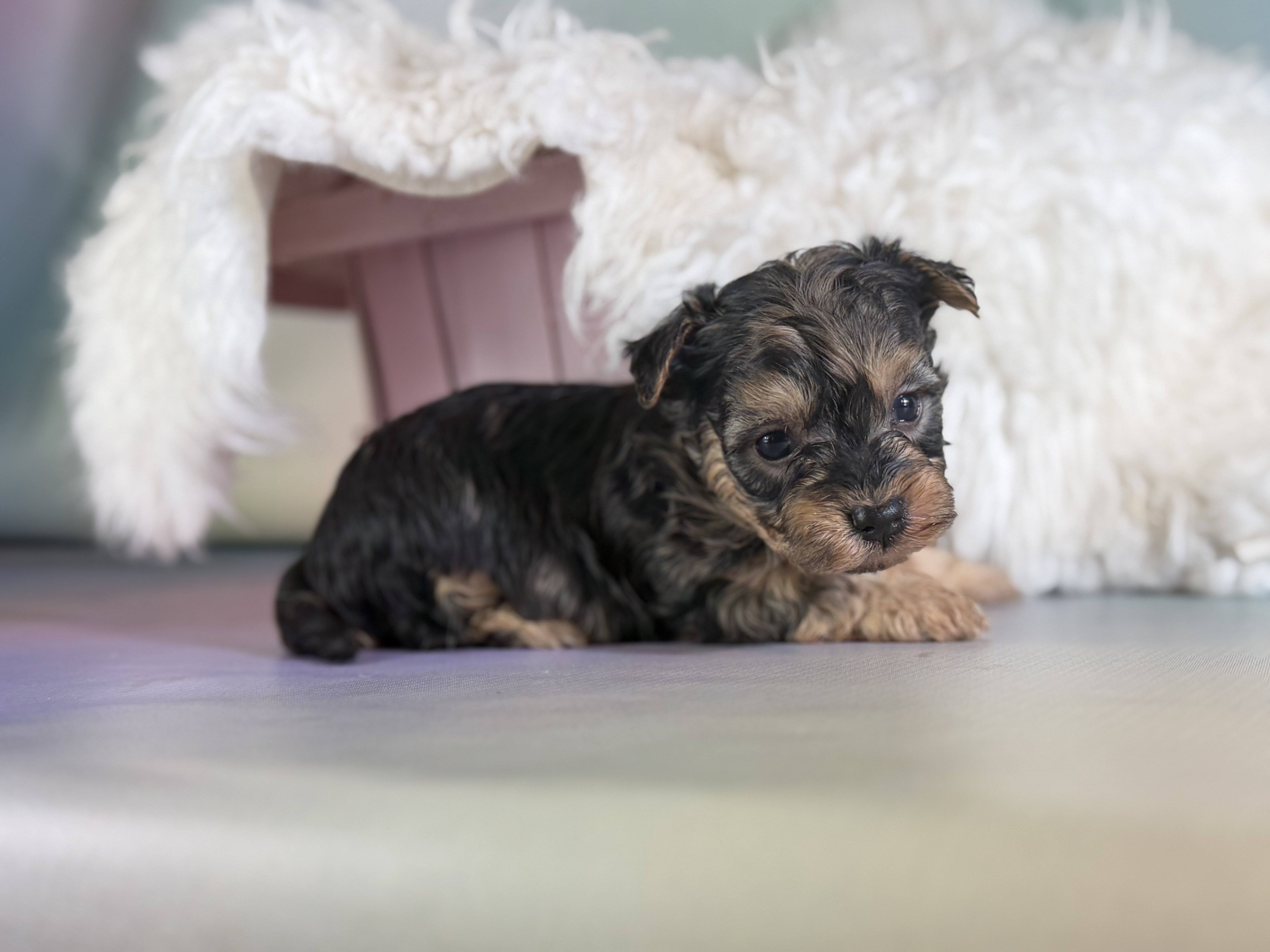 Magoo Male Maltipoo image 2