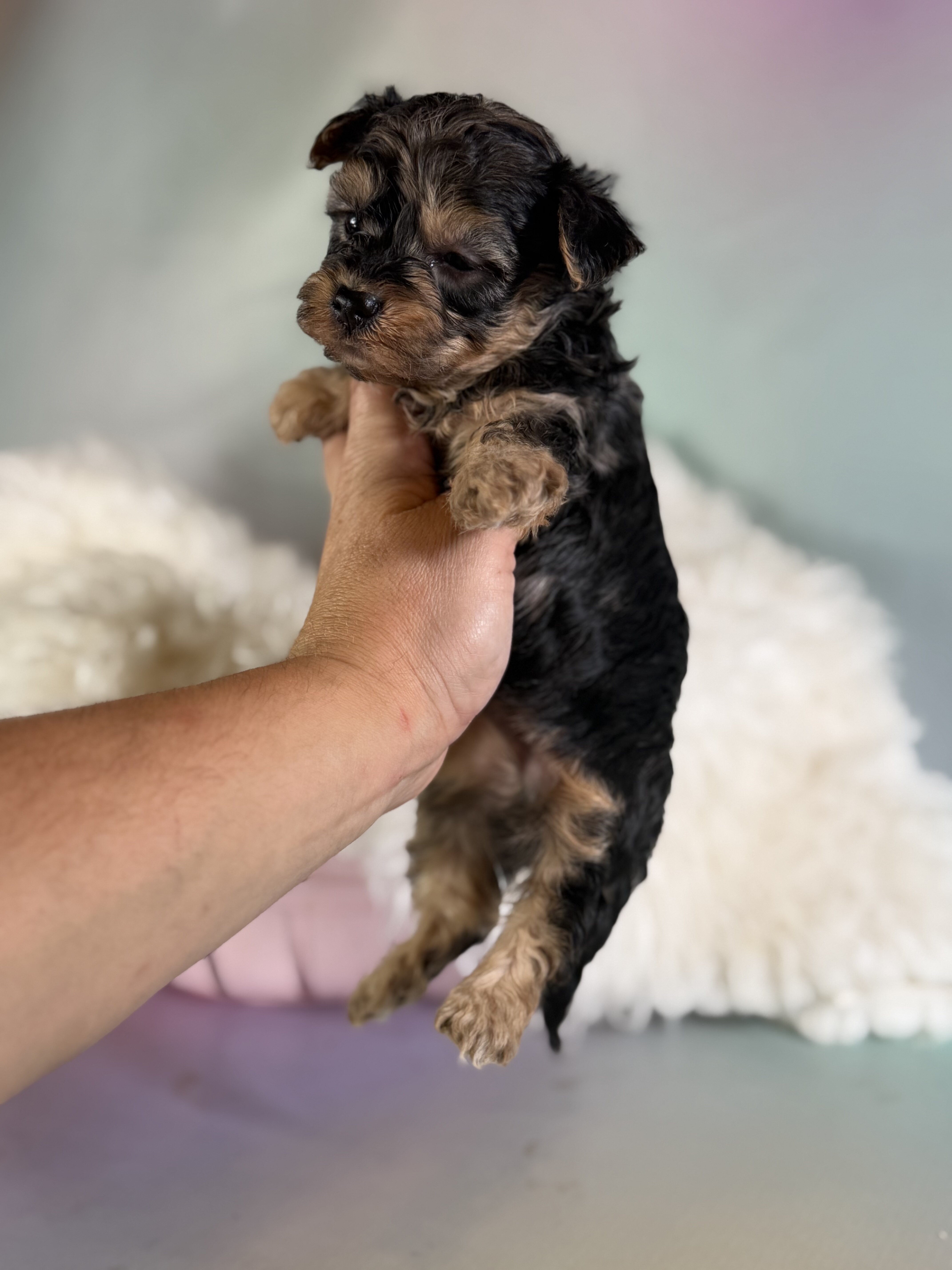 Magoo Male Maltipoo image 3