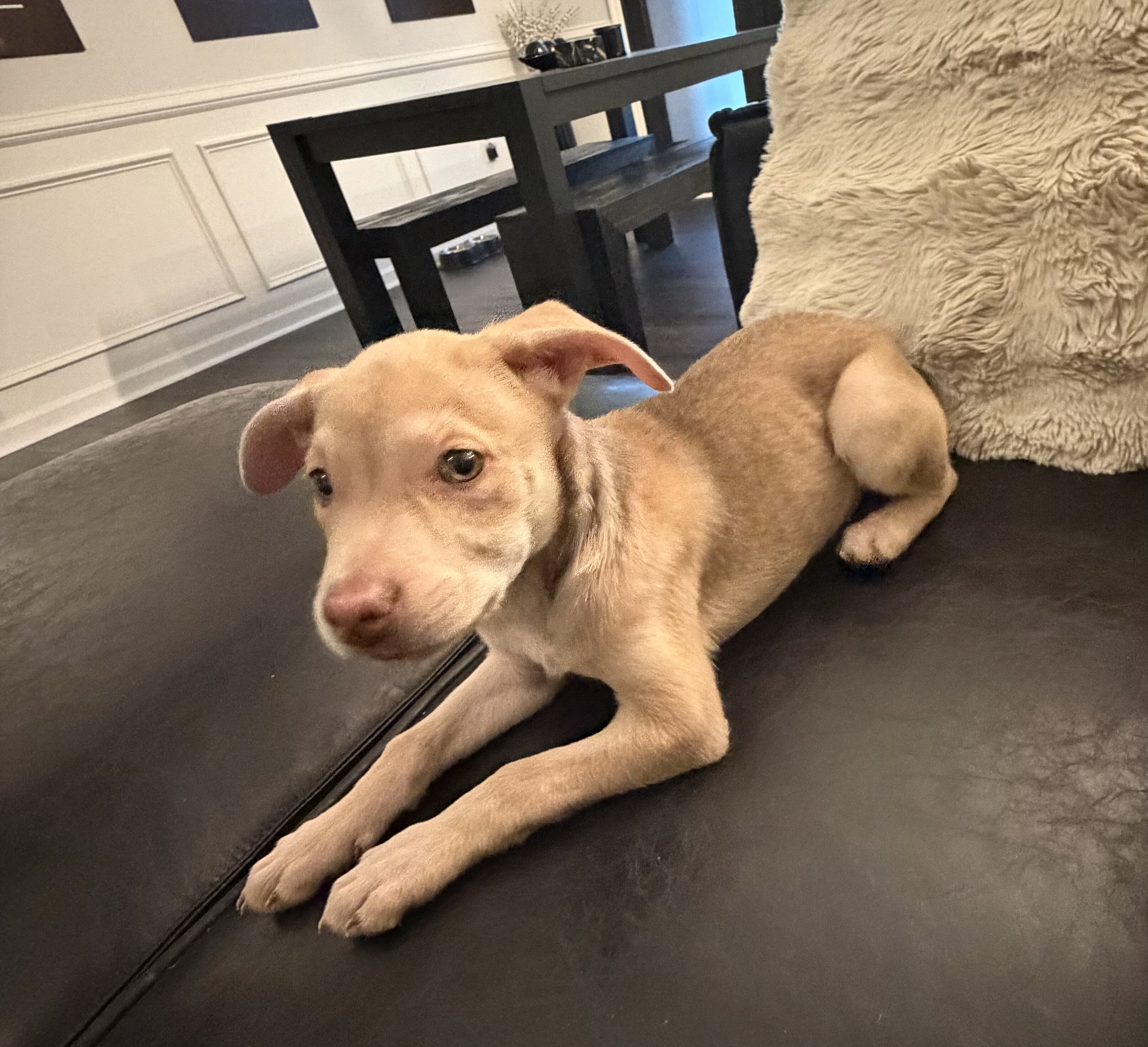 Puppy lab/pit 11 weeks image 2