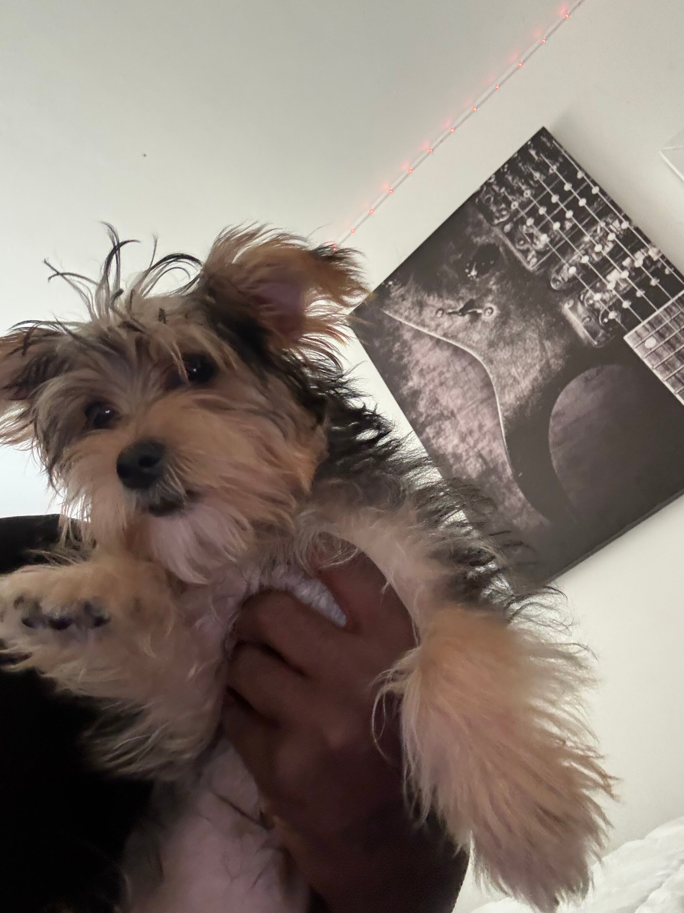 Morkie puppy image 3