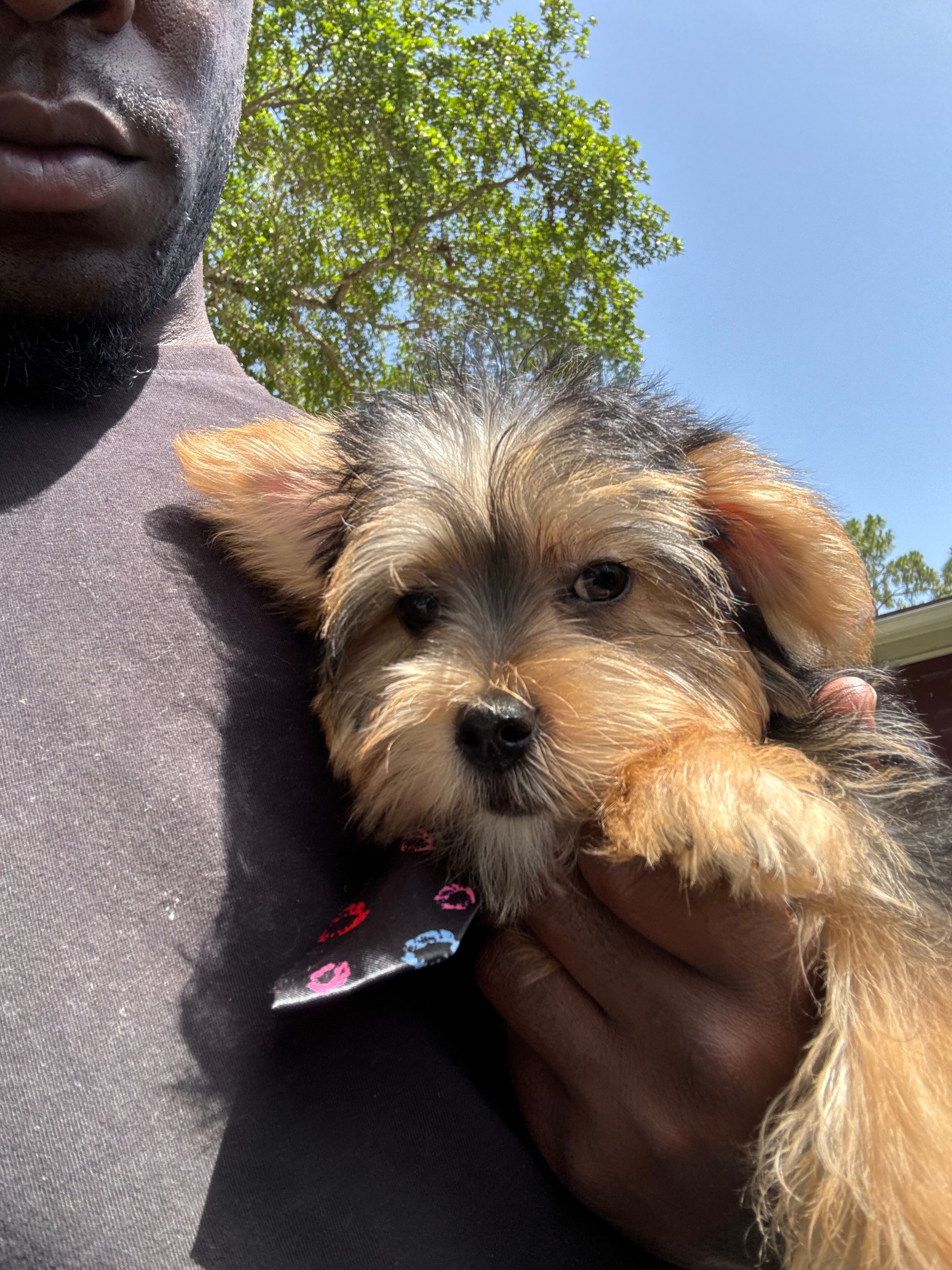 Morkie puppy image 1