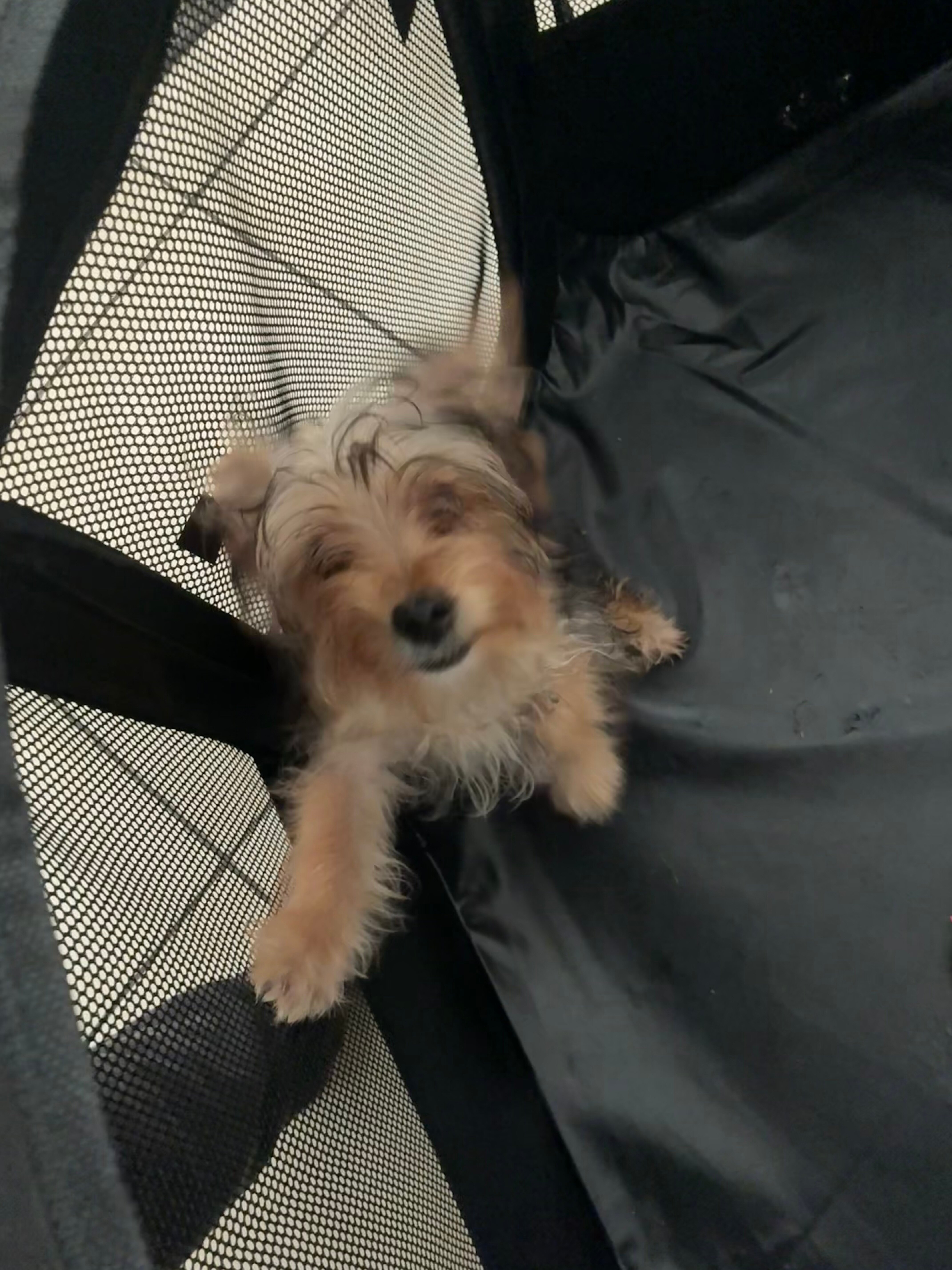 Morkie puppy image 2