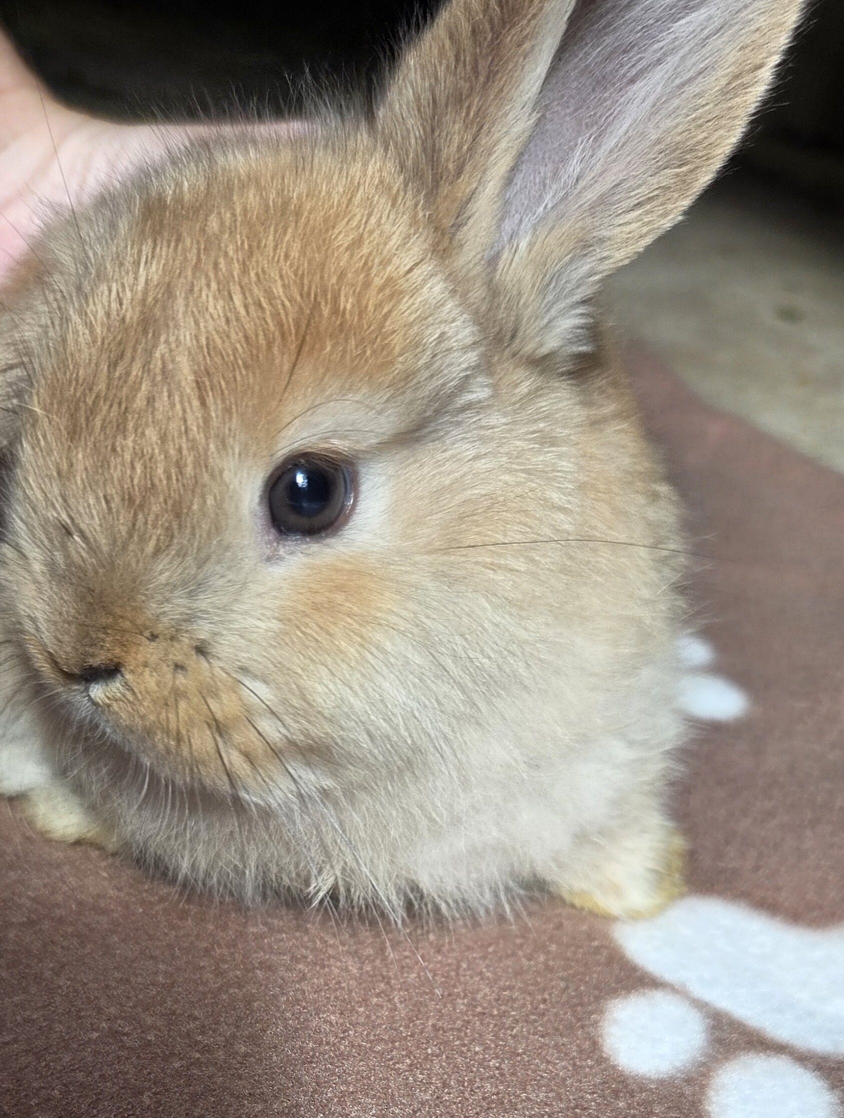 Pedigreed Holland Lop Kits – Vienna Carriers (BEW image 1