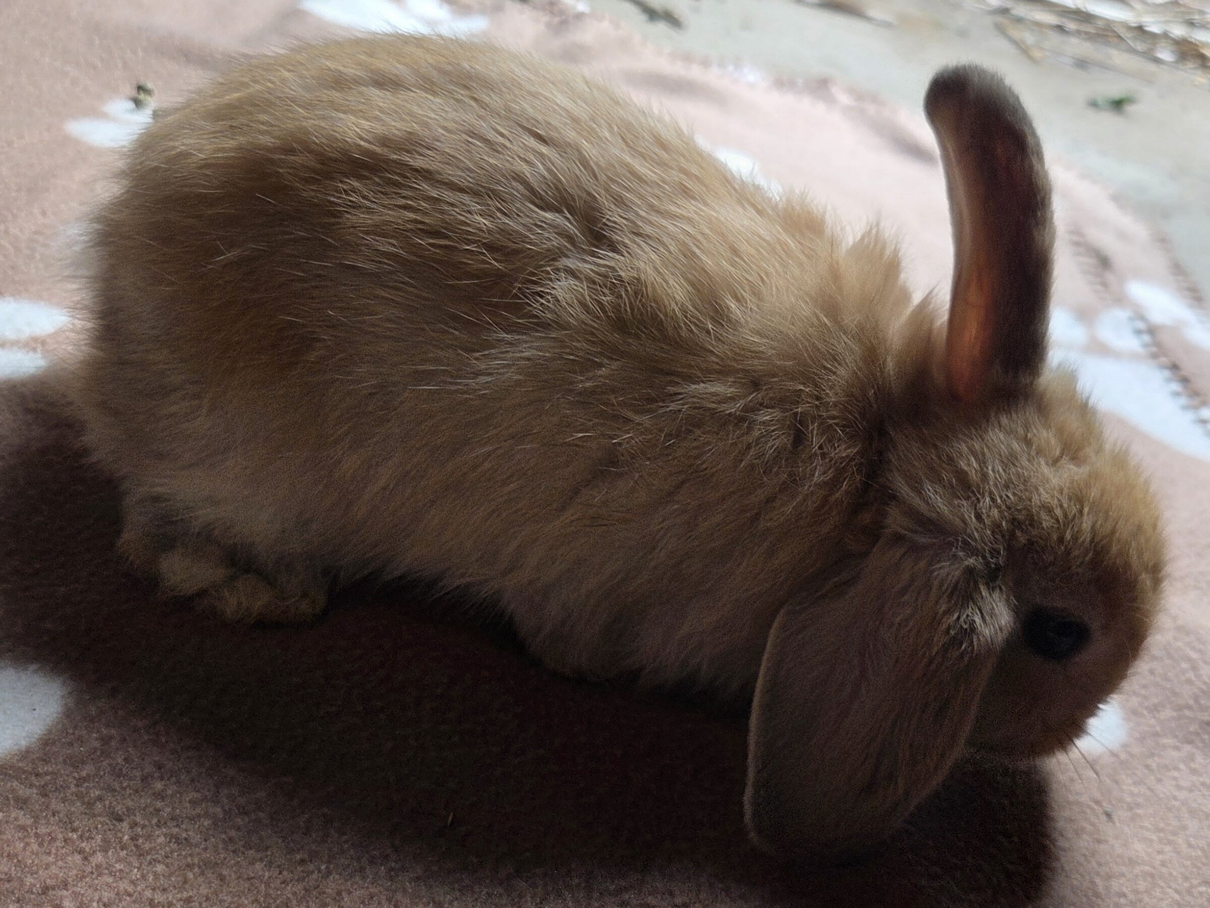 Pedigreed Holland Lop Kits – Vienna Carriers (BEW image 2