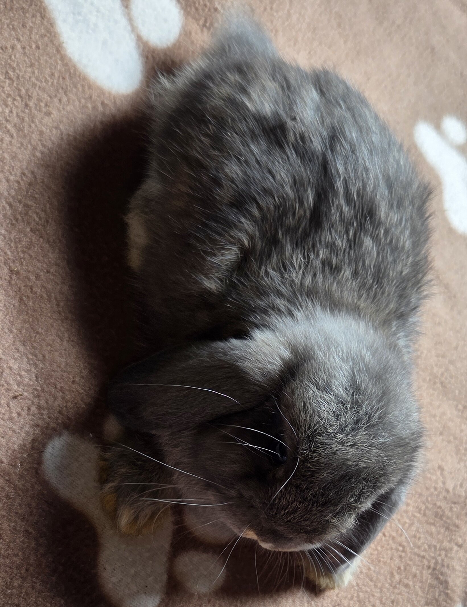 Pedigreed Holland Lop Kits – Vienna Carriers (BEW image 4