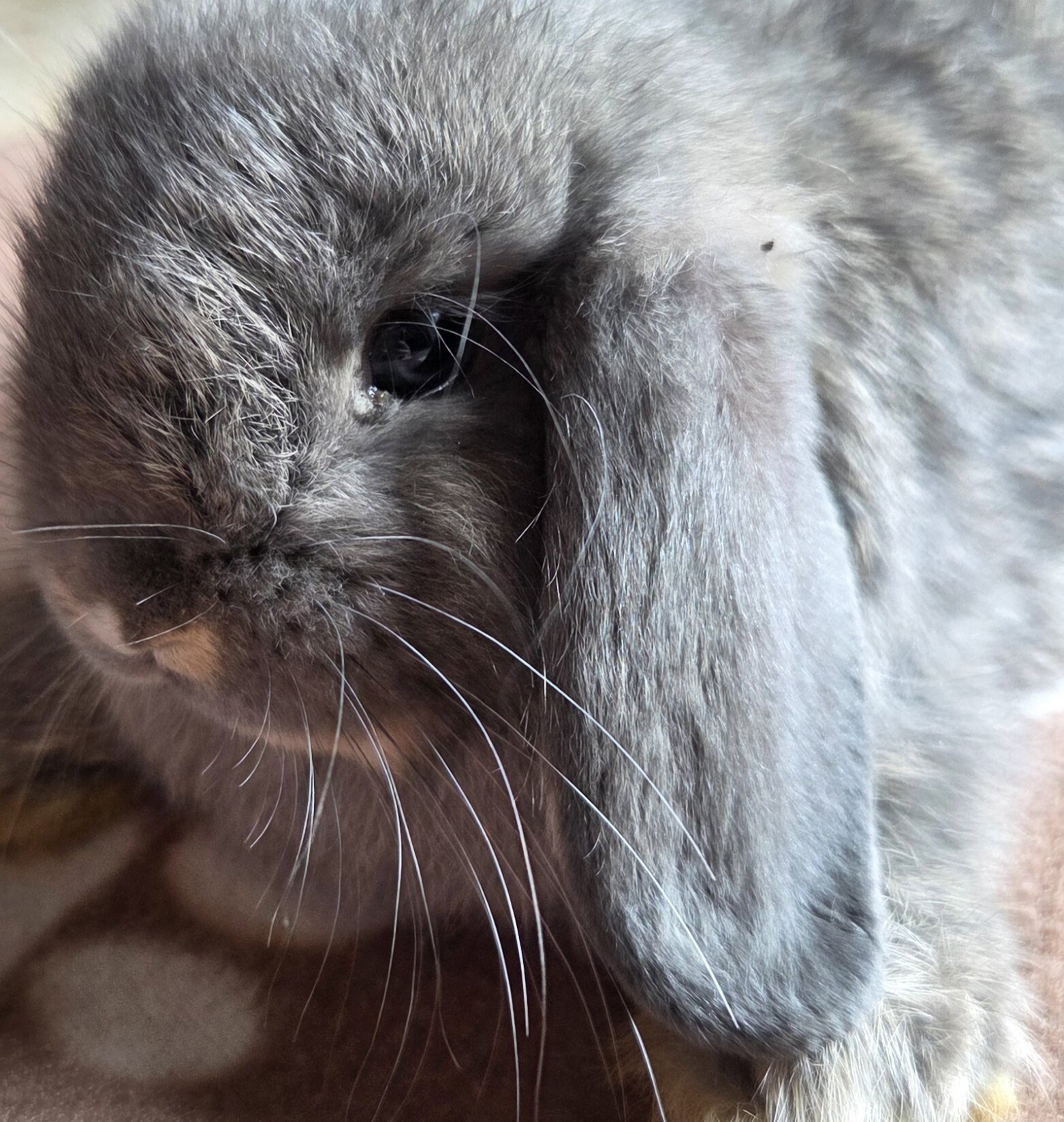 Pedigreed Holland Lop Kits – Vienna Carriers (BEW image 3