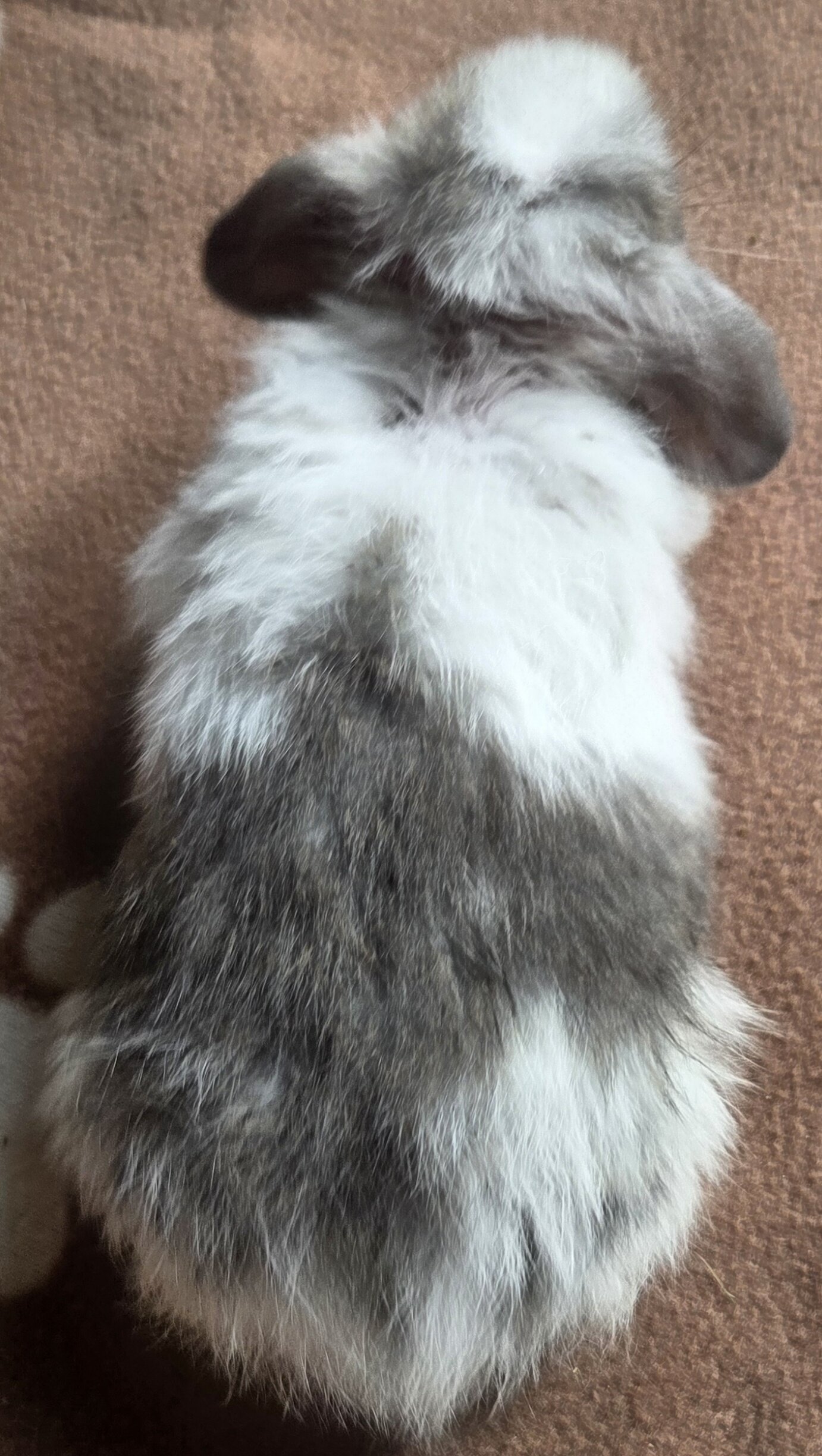 Pedigreed Holland Lop Kits – Vienna Carriers (BEW image 5