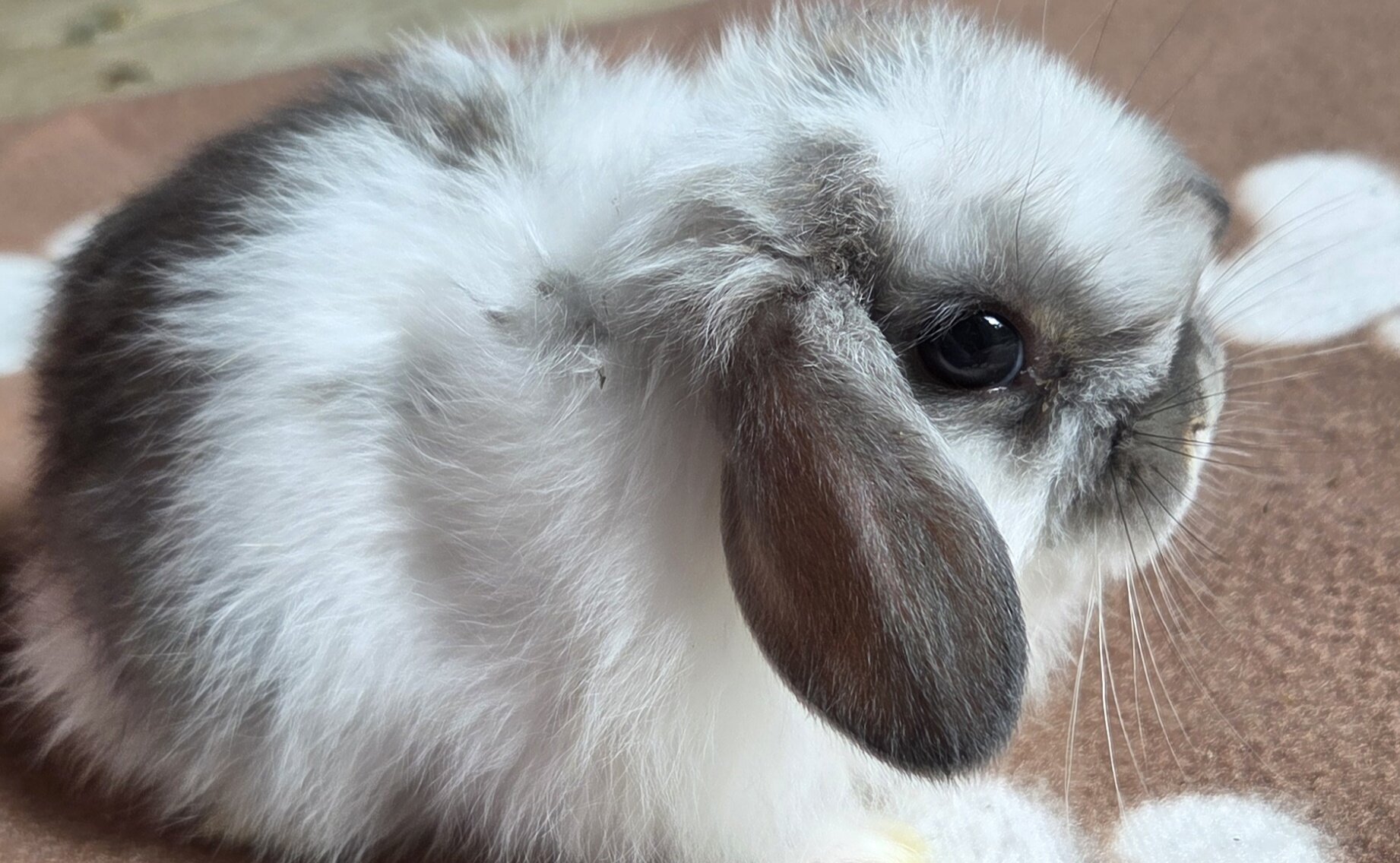 Pedigreed Holland Lop Kits – Vienna Carriers (BEW image 6