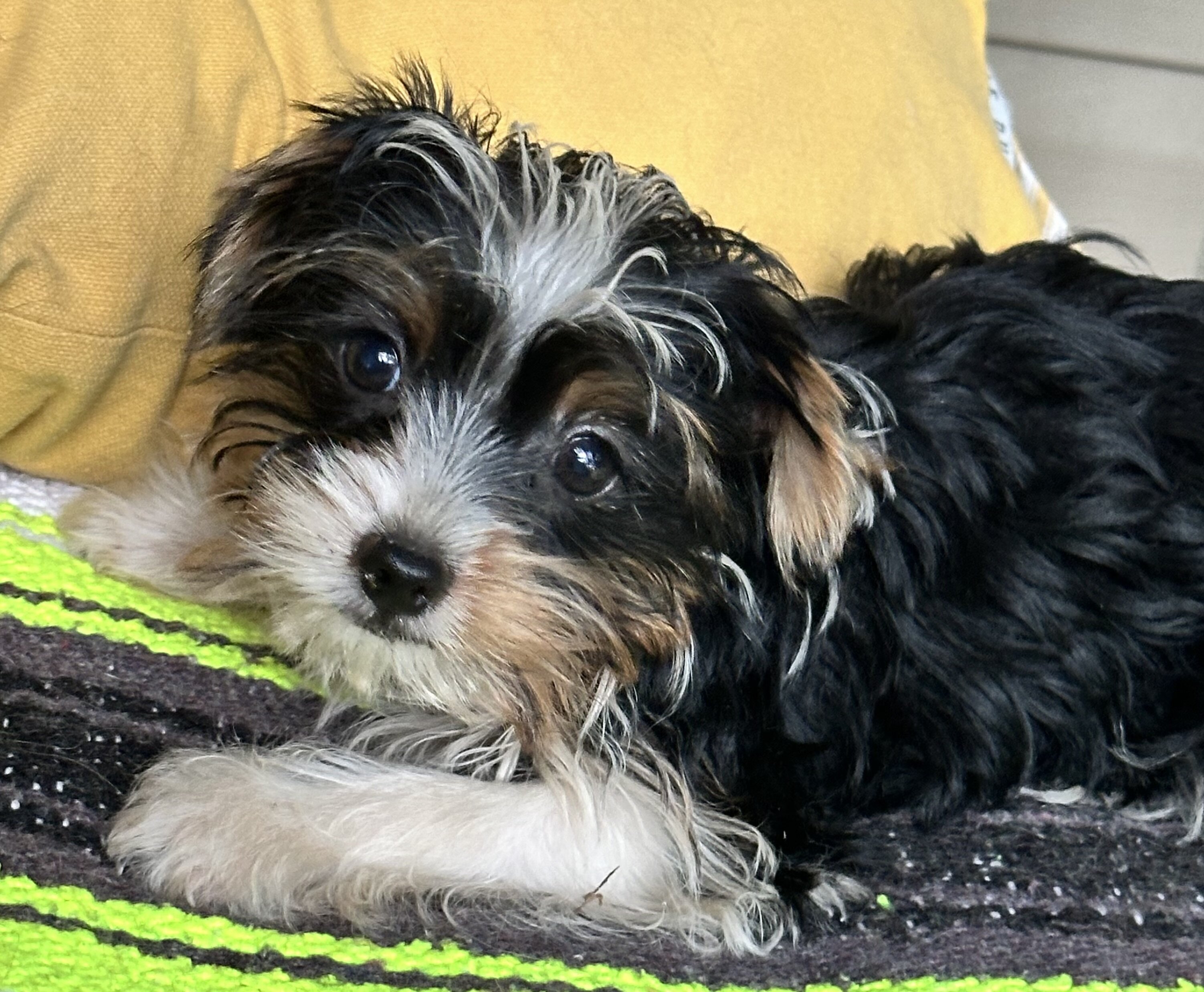 CKC Yorkshire Biewer Terrier image 6