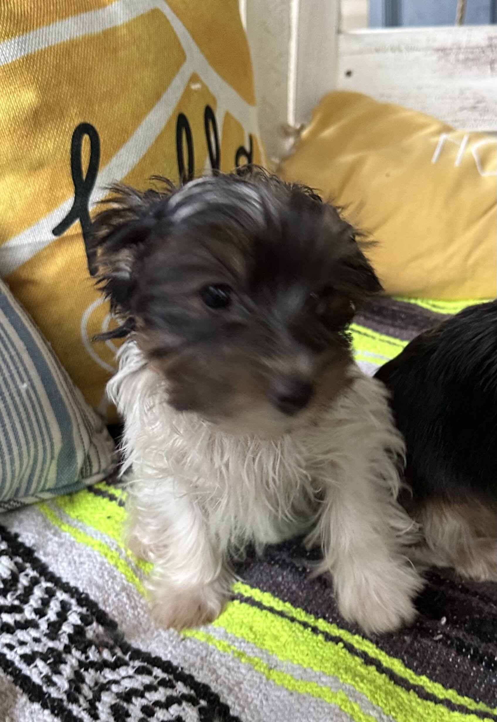 CKC Yorkshire Biewer Terrier image 4