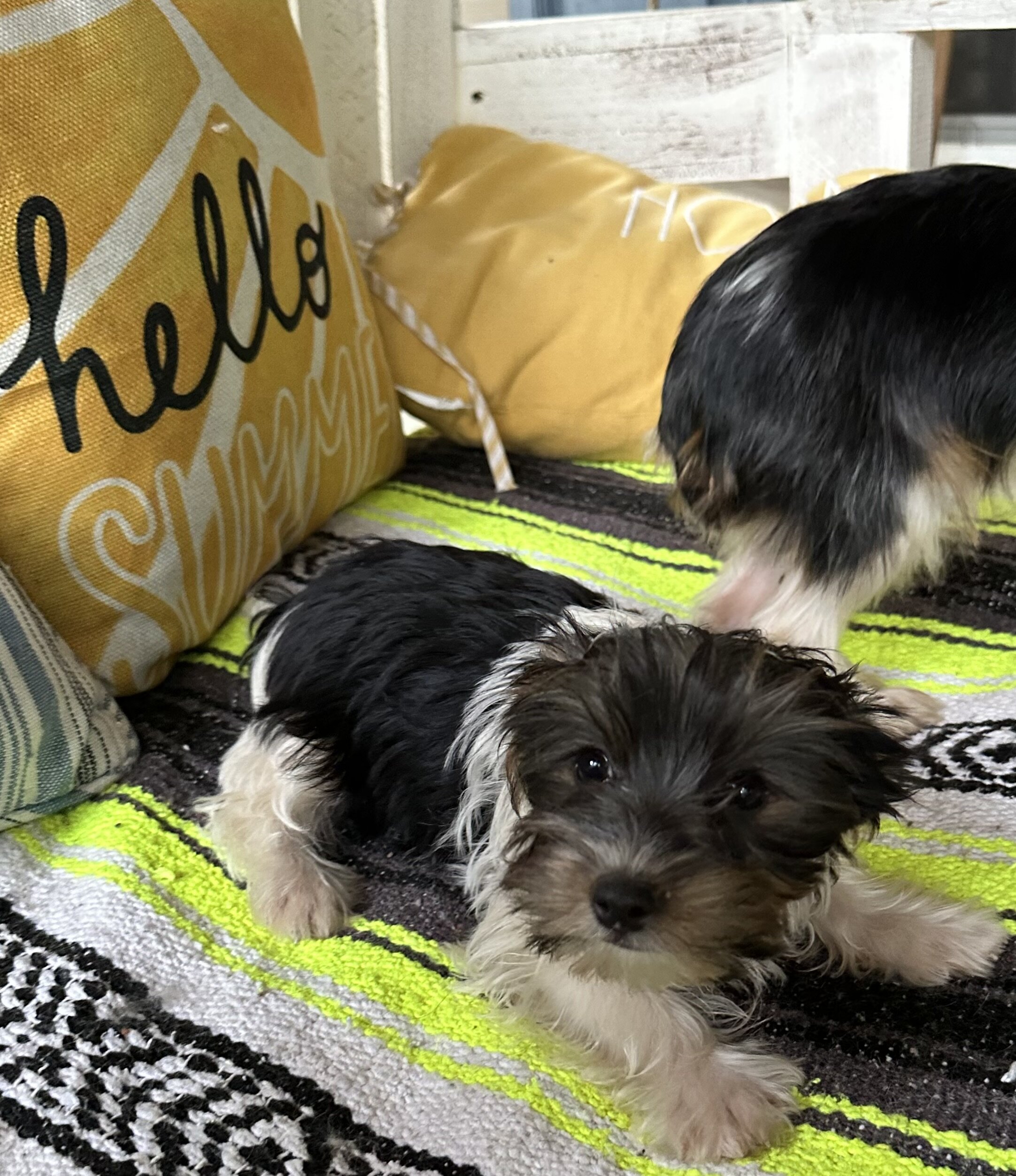 CKC Yorkshire Biewer Terrier image 5
