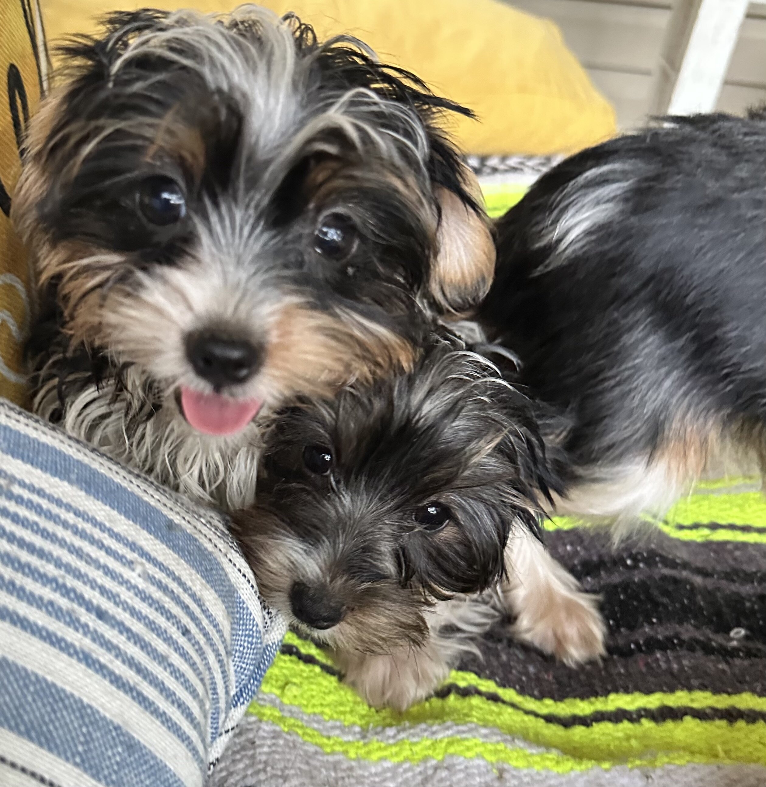 CKC Yorkshire Biewer Terrier image 3
