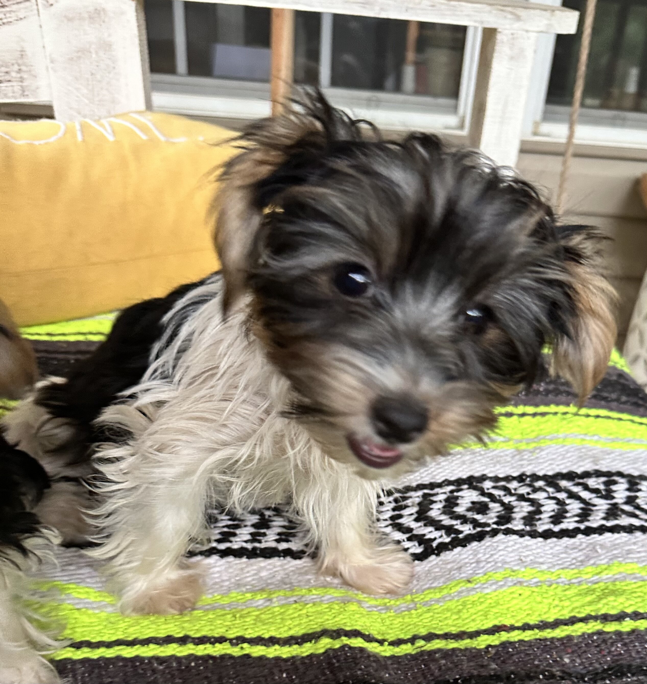 CKC Yorkshire Biewer Terrier image 2