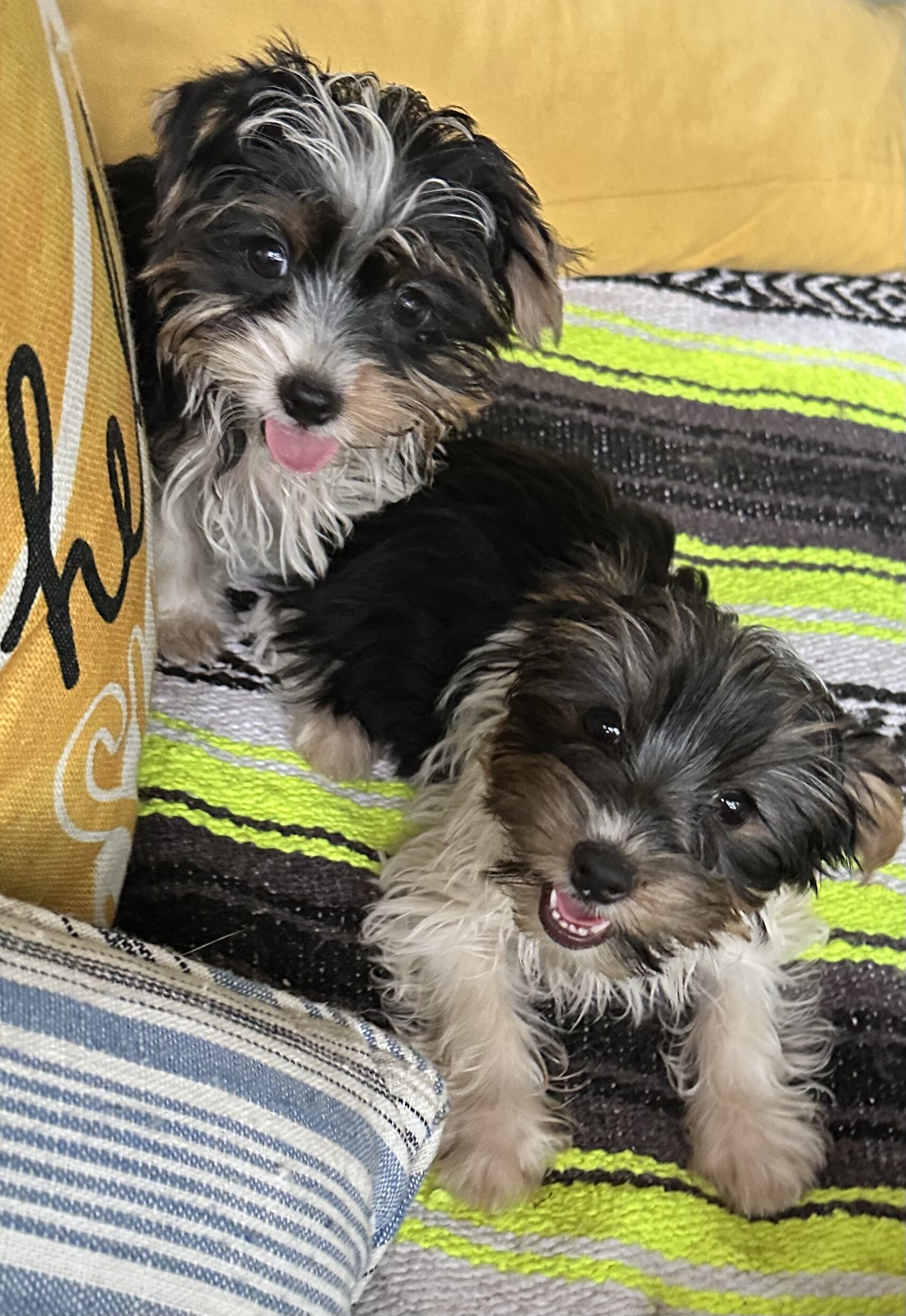 CKC Yorkshire Biewer Terrier image 1