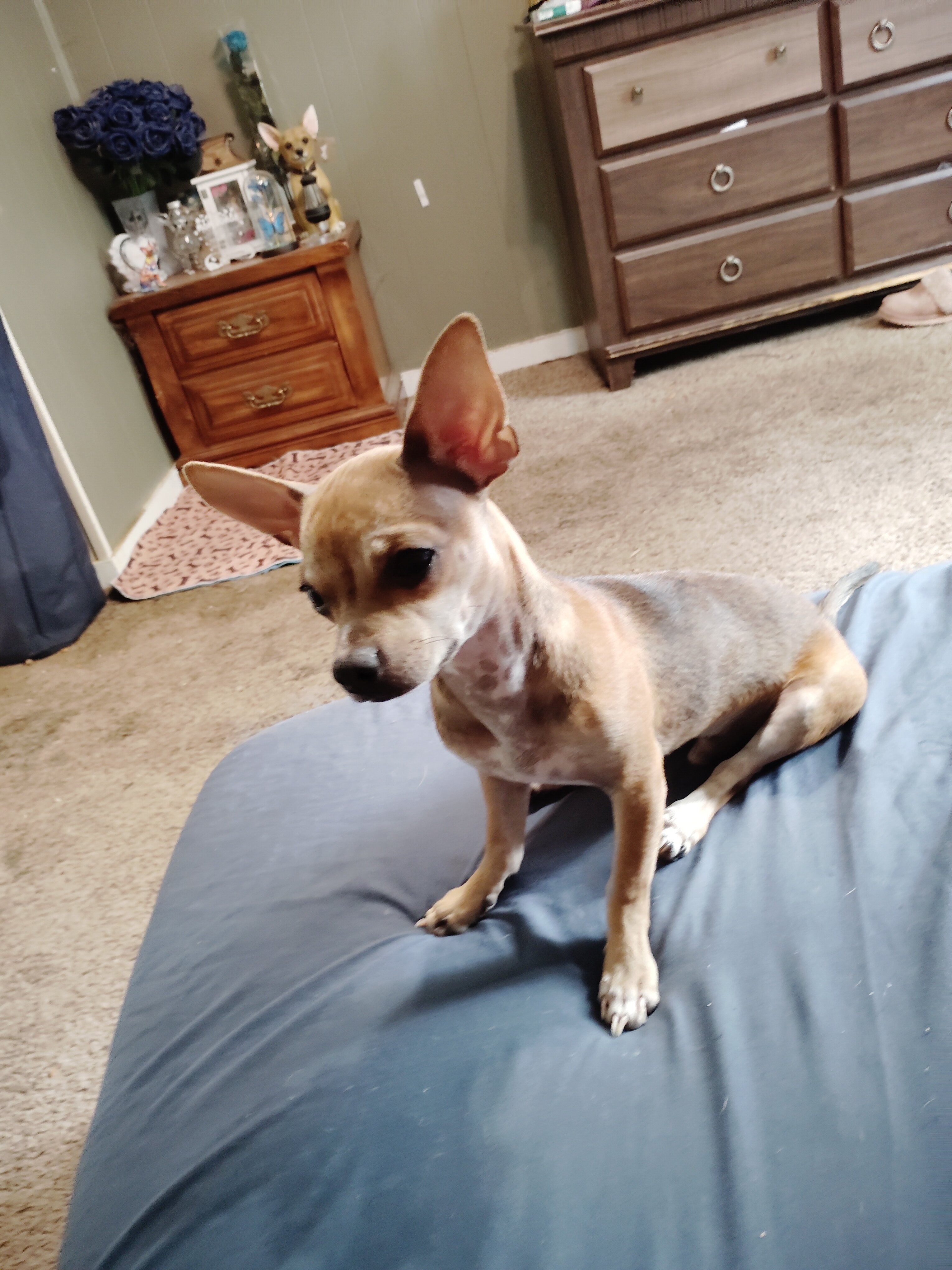 Chihuahua puppies image 2