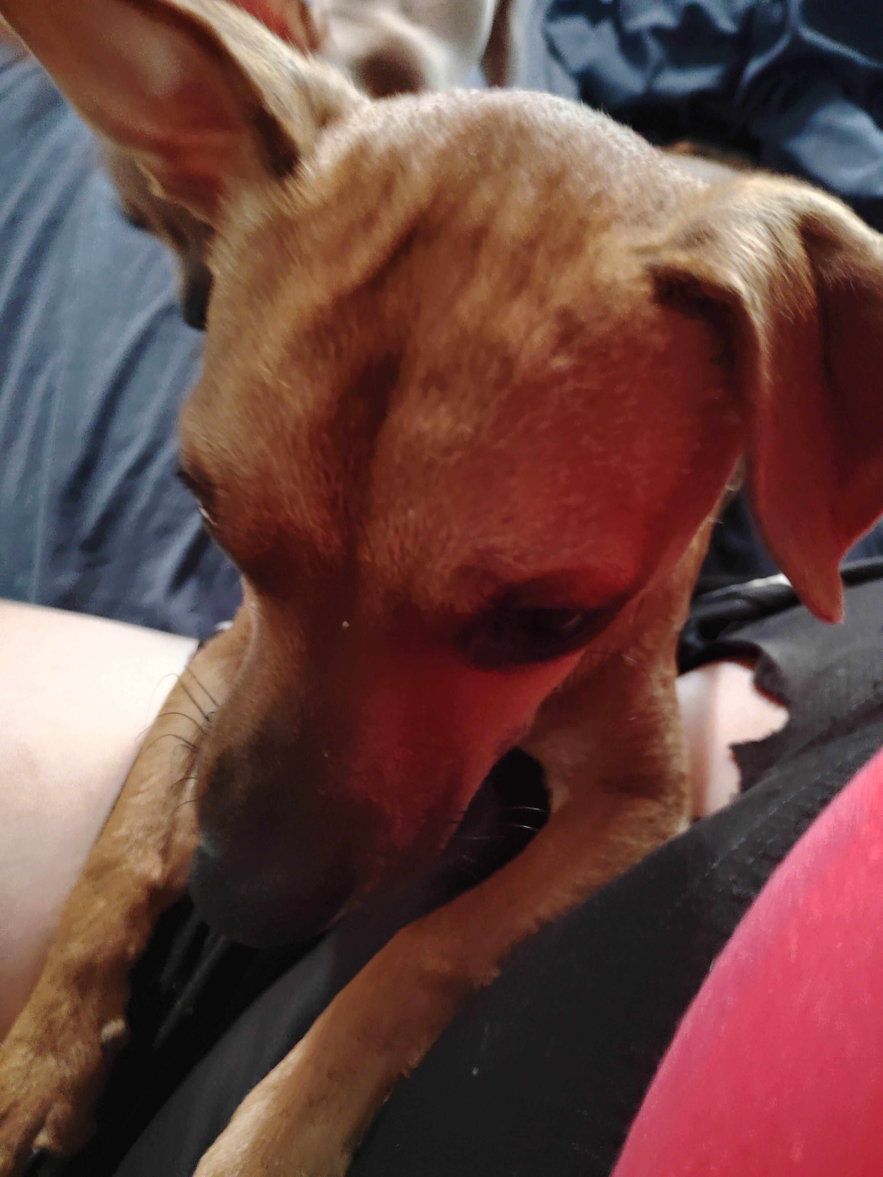 Chihuahua puppies image 3