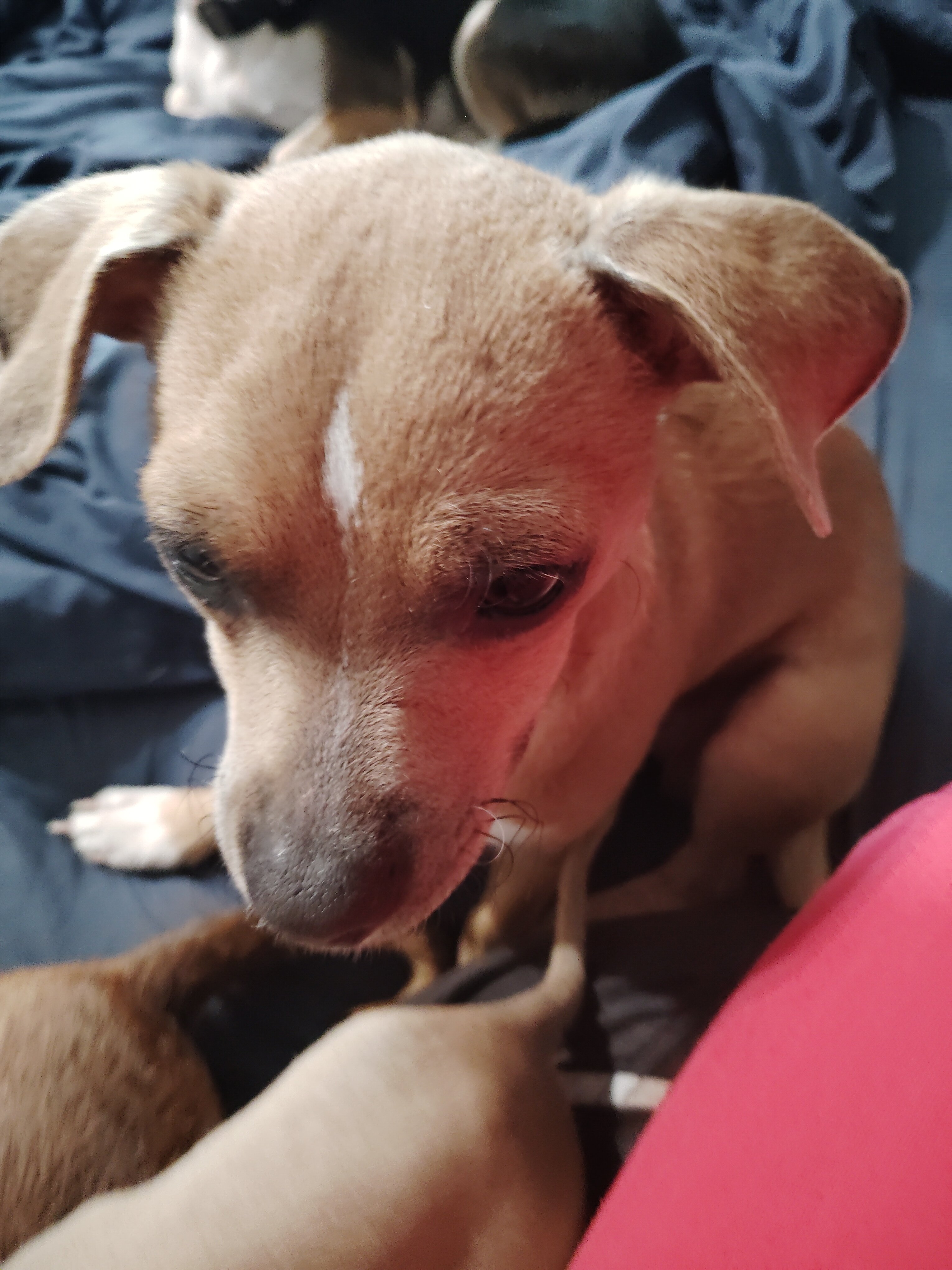 Chihuahua puppies image 4