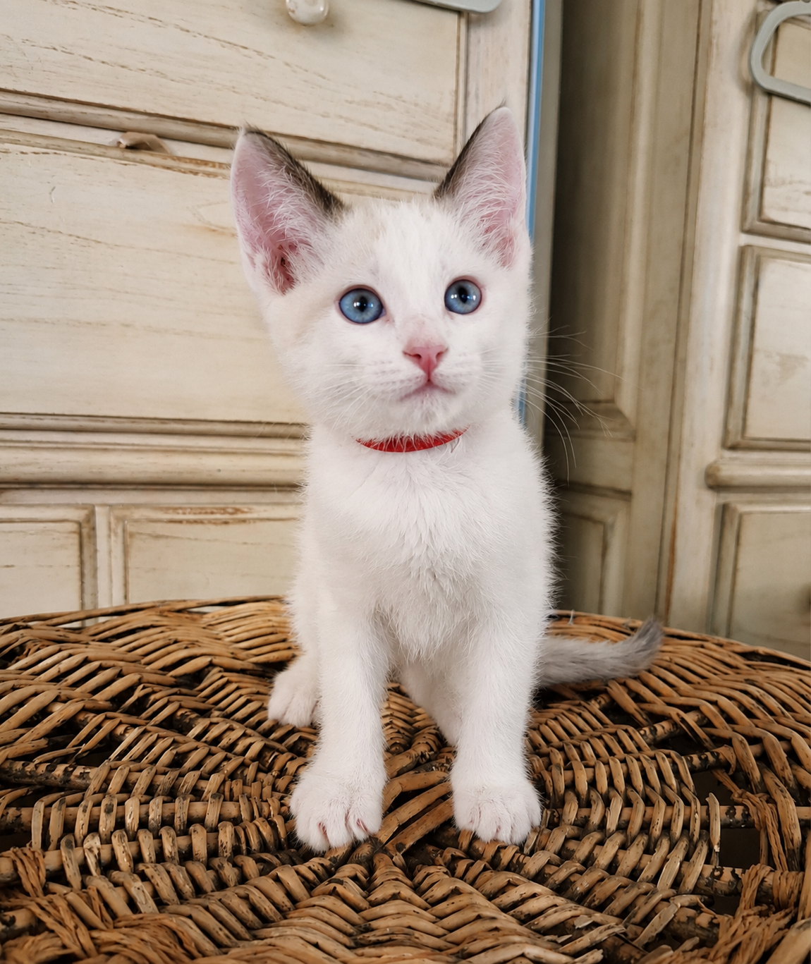 Kitten Rehoming image 4