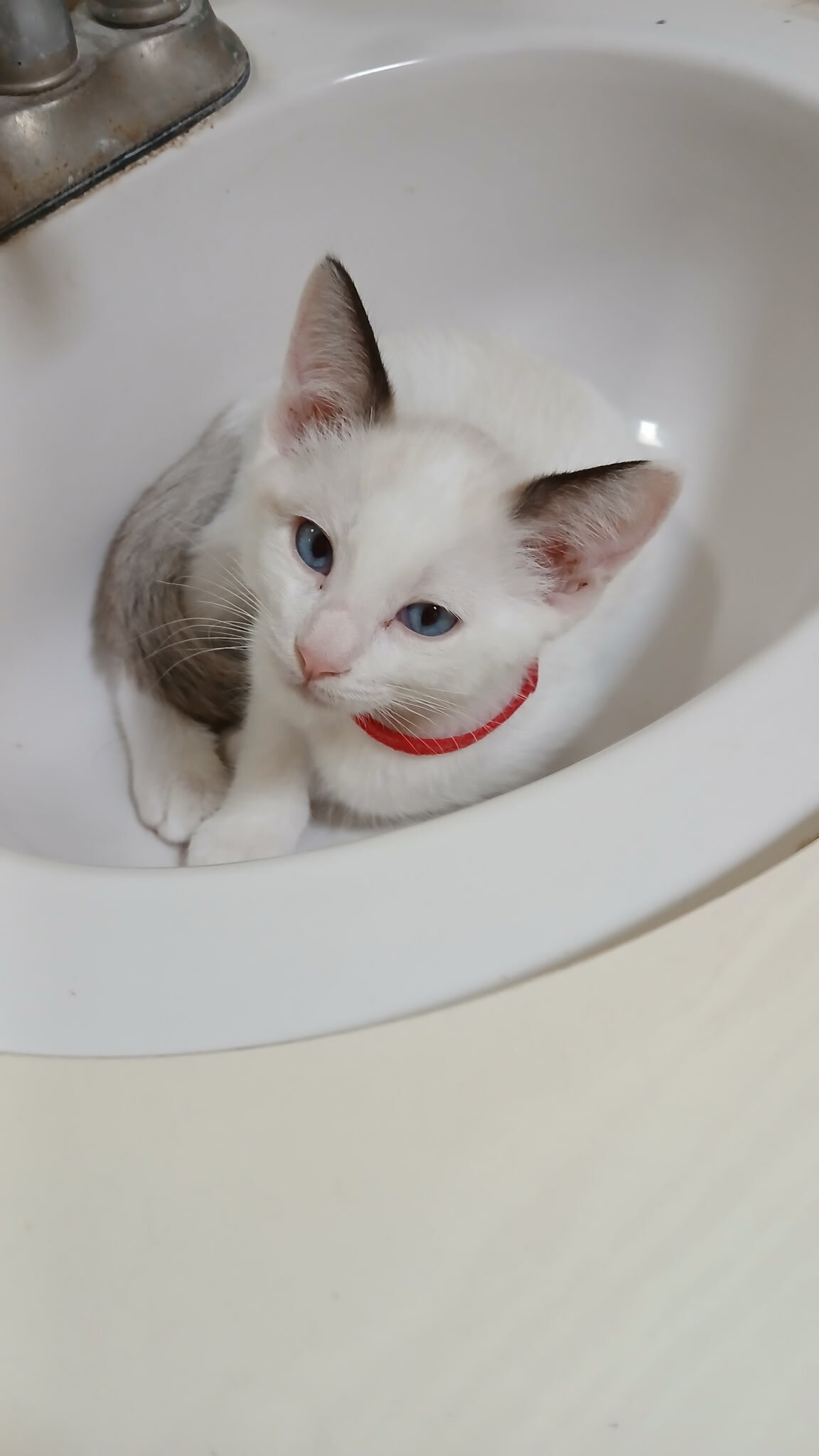 Kitten Rehoming image 1