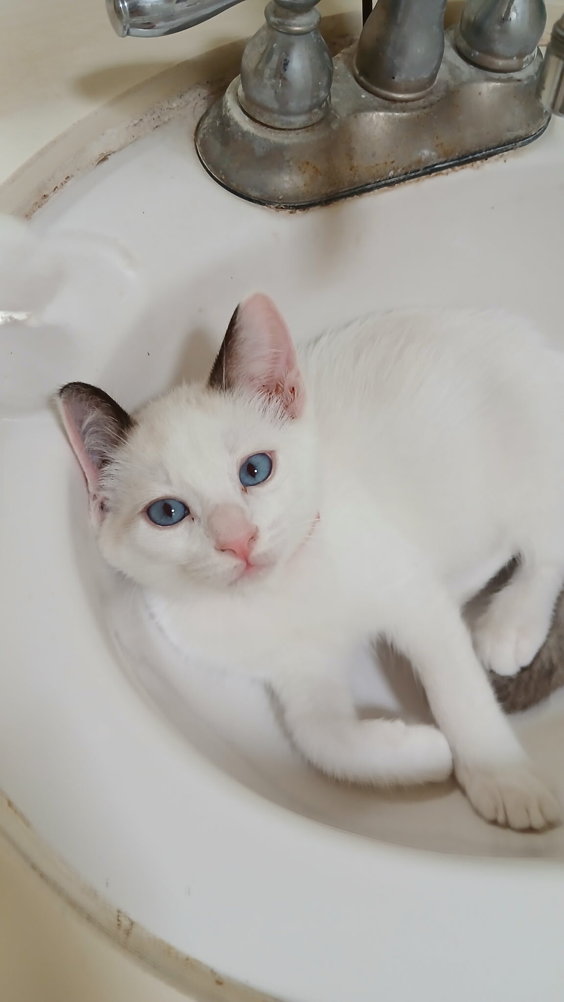 Kitten Rehoming image 2
