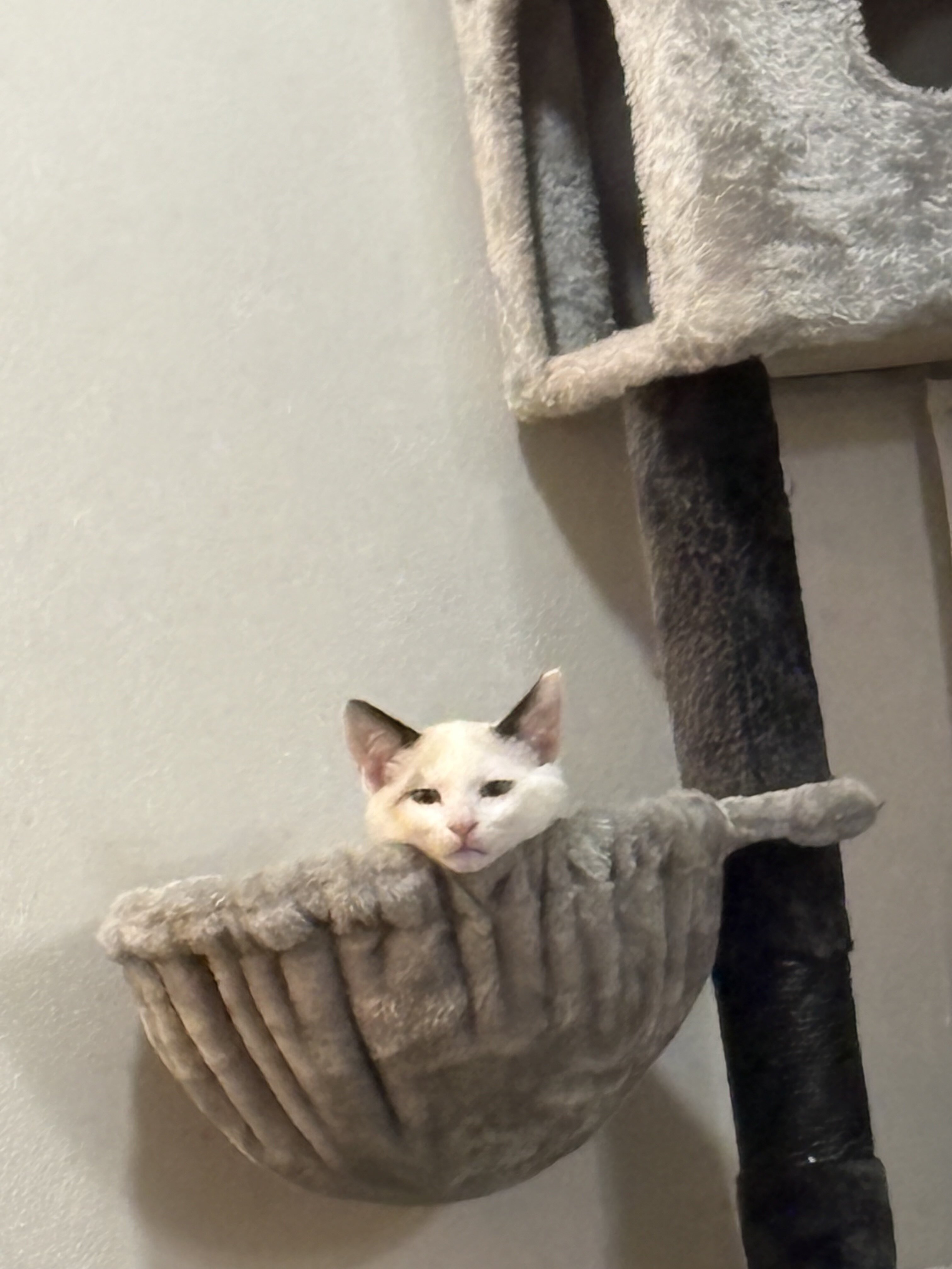 Kitten Rehoming image 3
