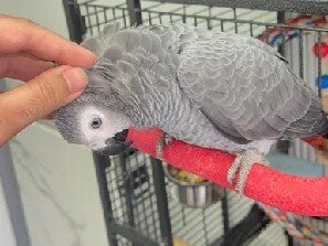 Adorable Baby Congo African Grey Parrot image 3