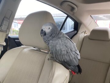 Adorable Baby Congo African Grey Parrot image 2