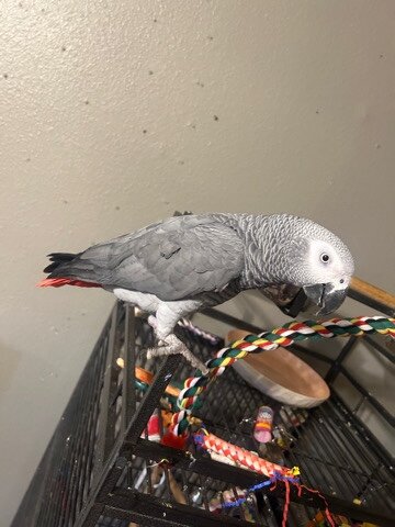 Adorable Baby Congo African Grey Parrot image 1