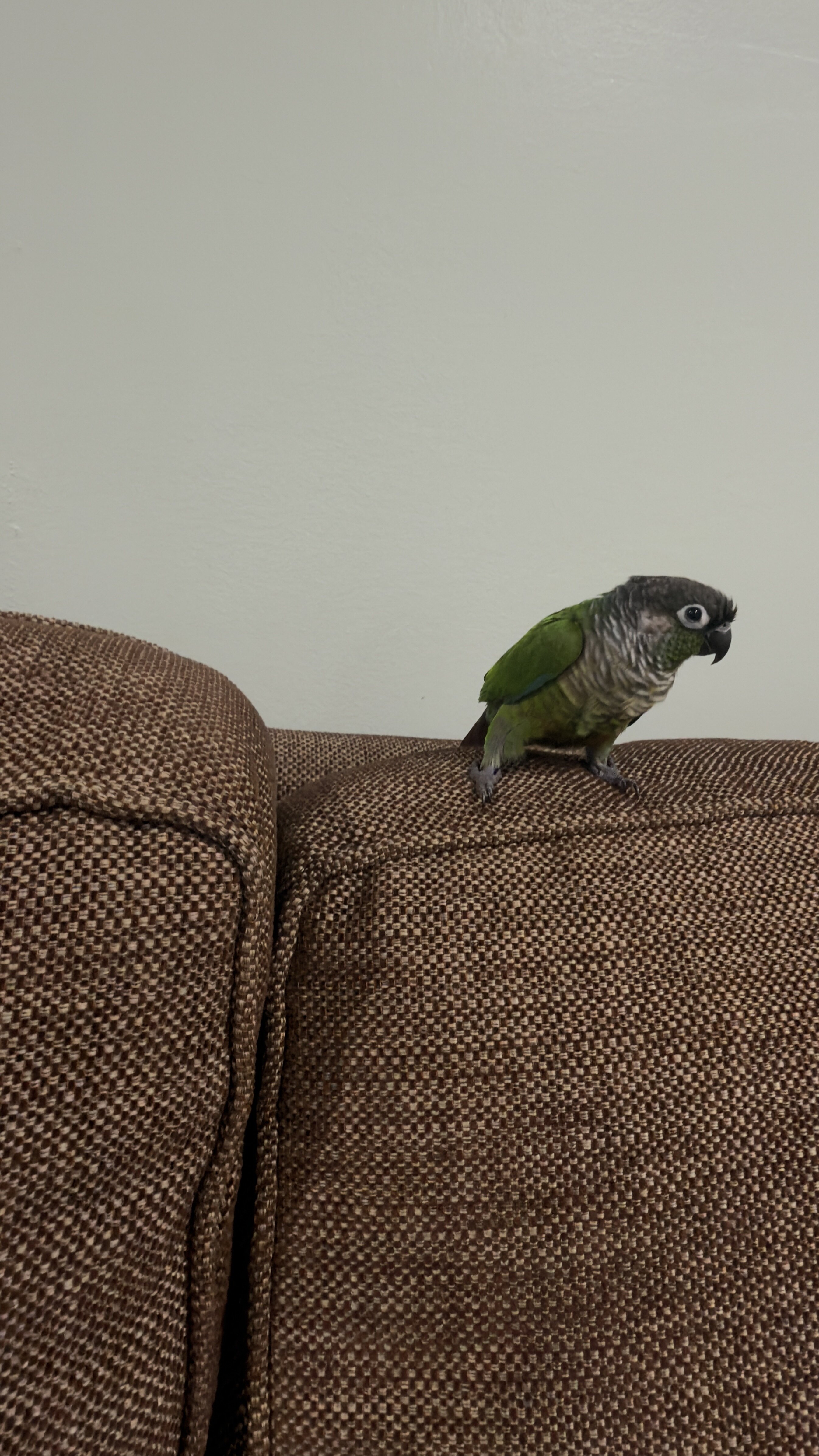 Green check conure image 1