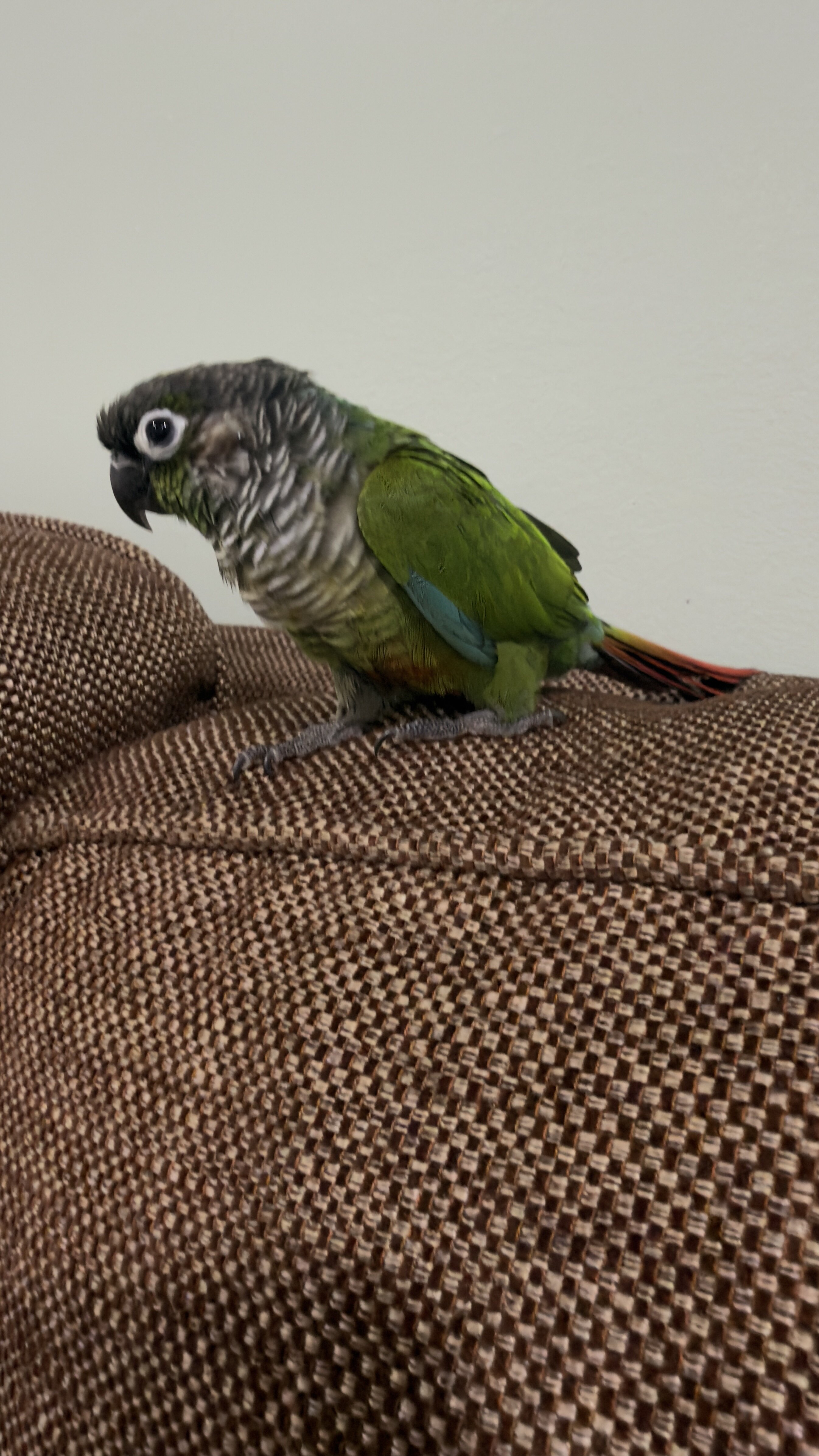 Green check conure image 2