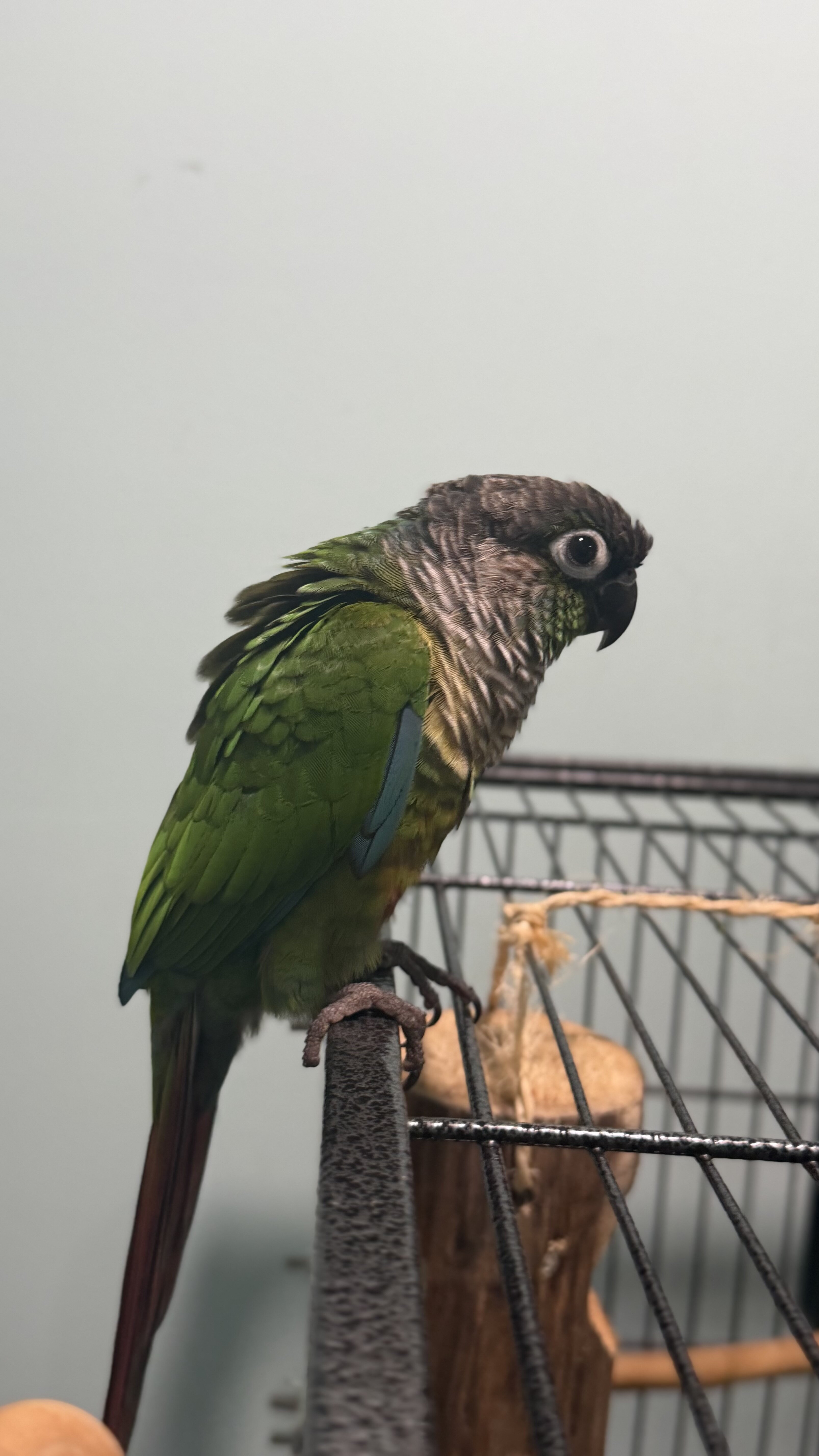 Green check conure image 3