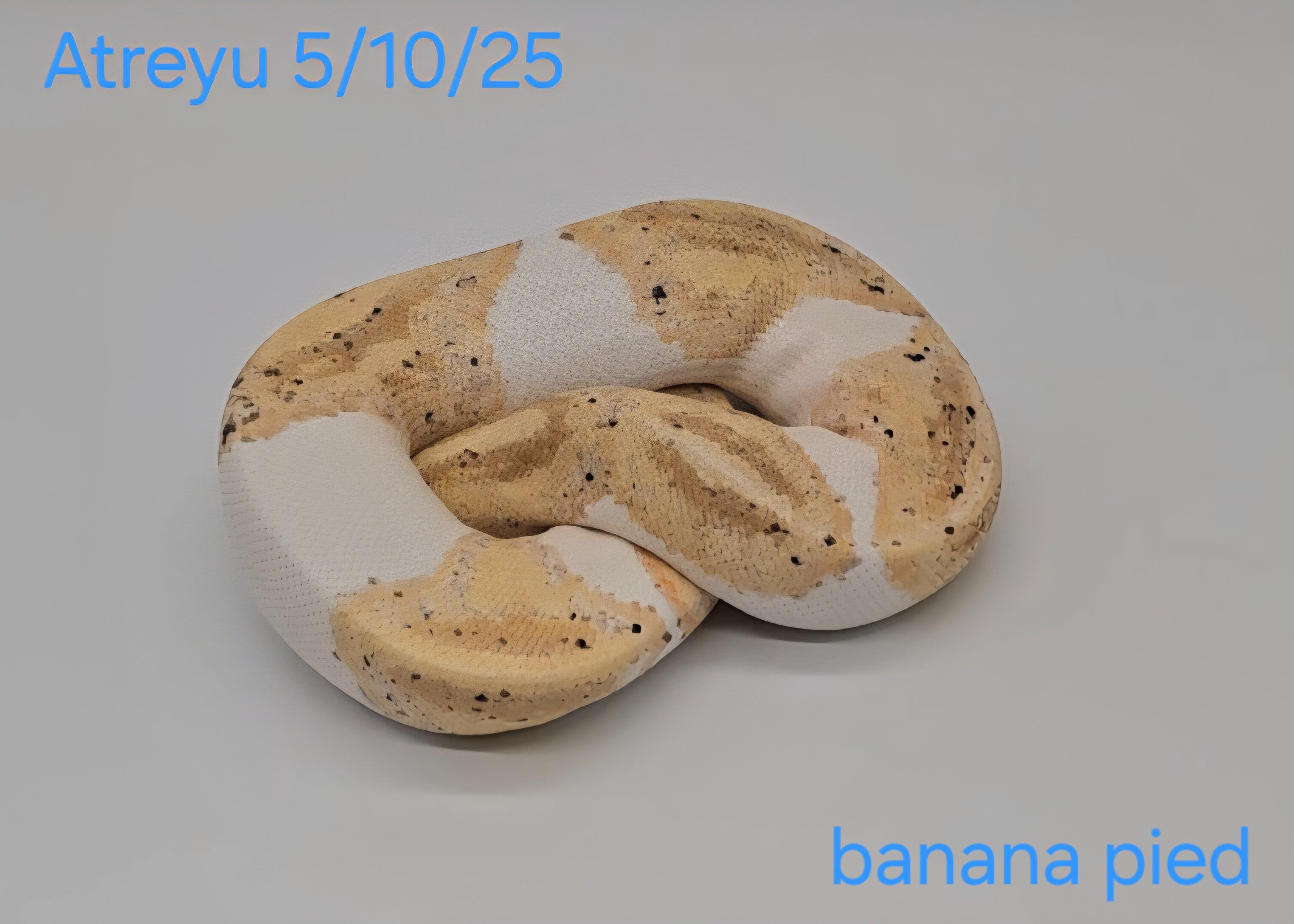 Banana pied w/hets (male) image 2
