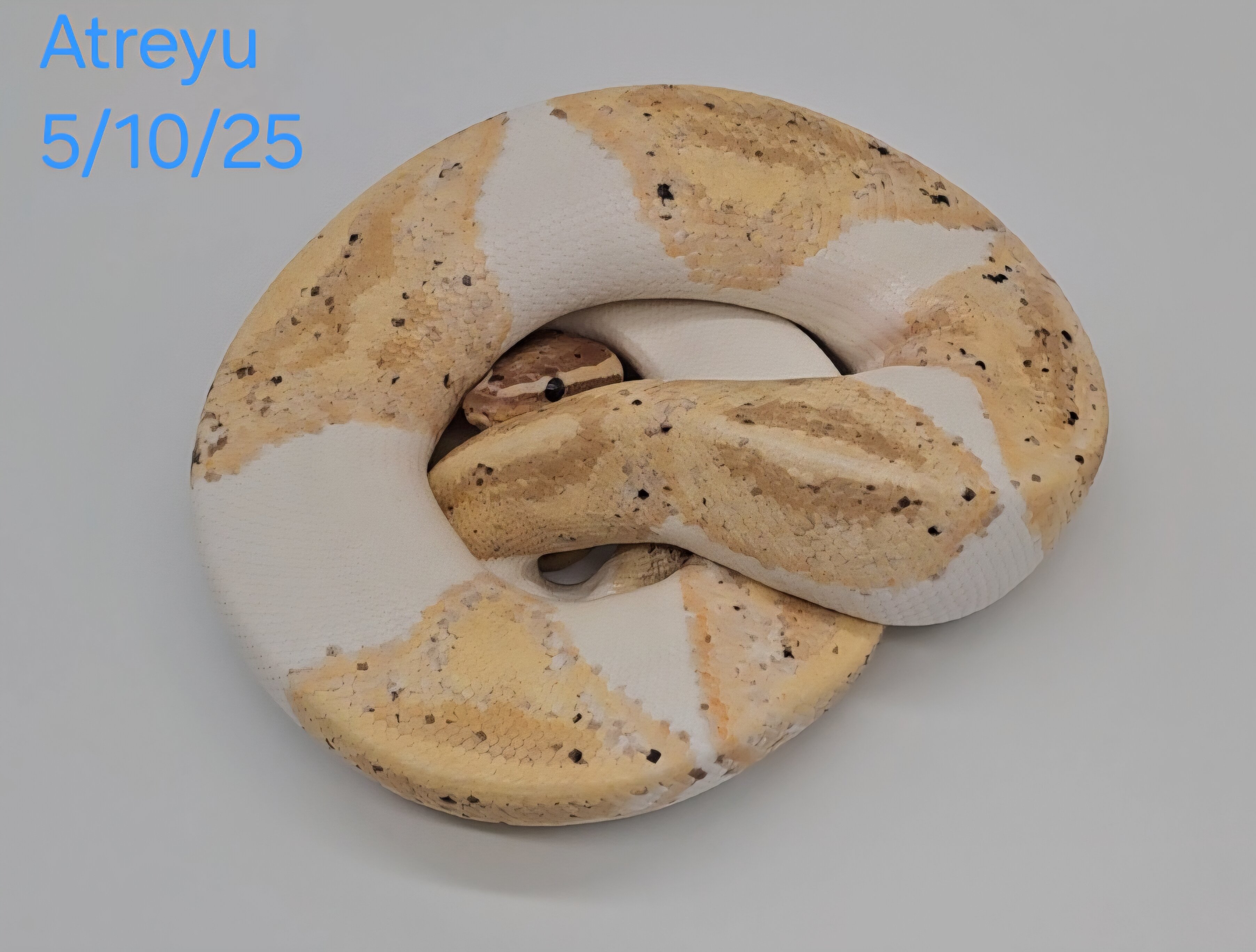 Banana pied w/hets (male) image 1